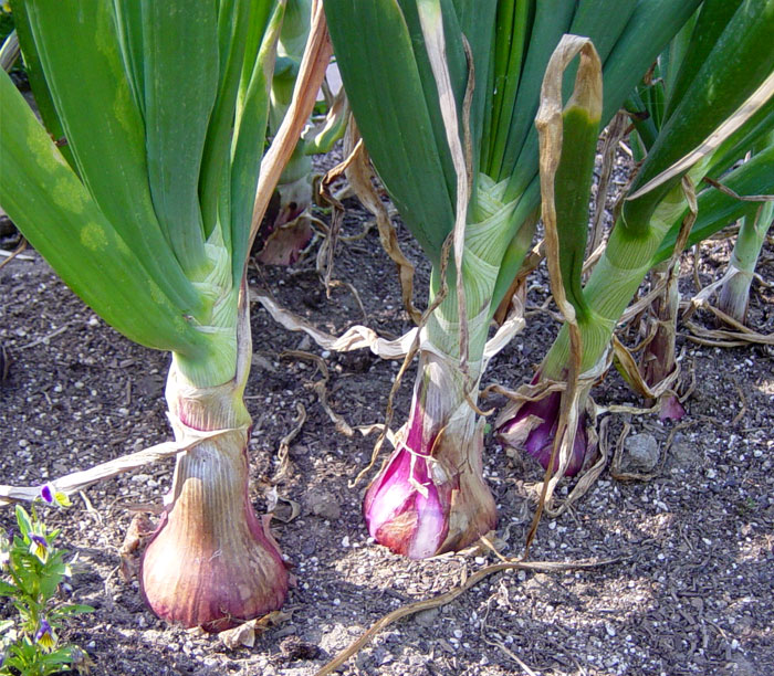Onion Plant Pics4Learning