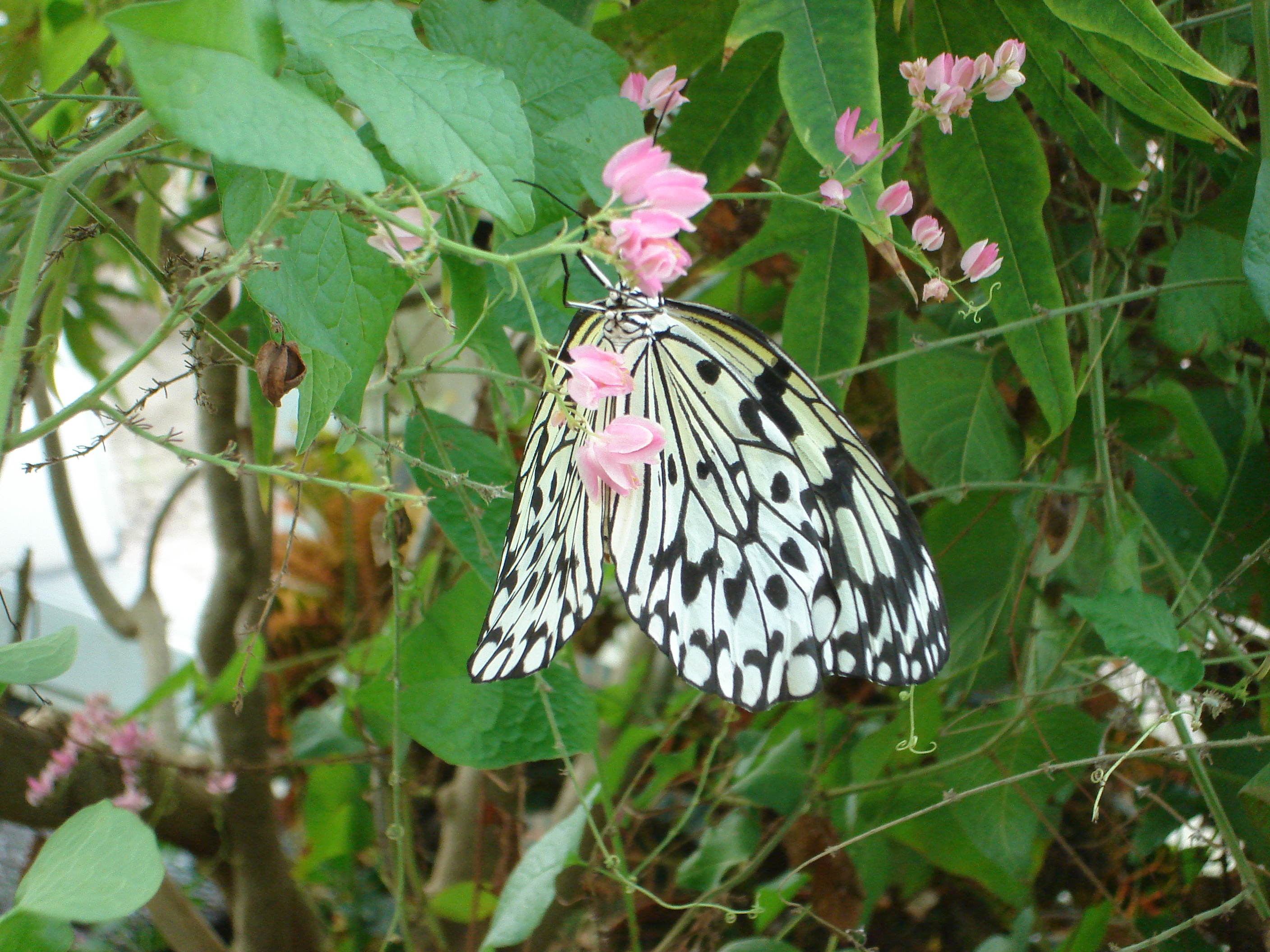 The Paper Kite Butterfly Pics4Learning