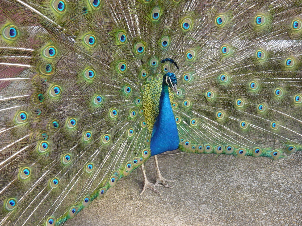Peacock at Oak Mountain State Park Pics4Learning