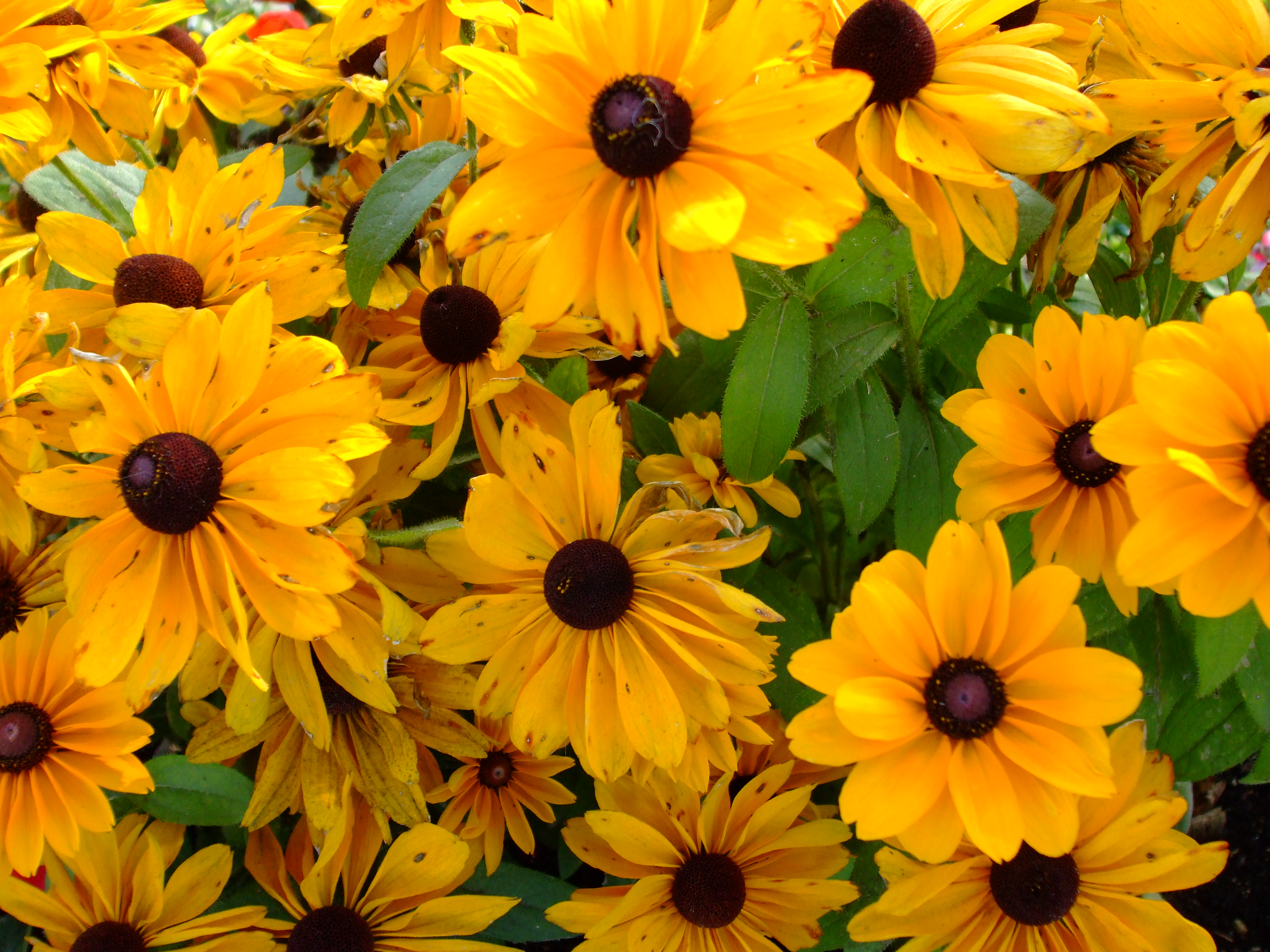 yellow flowers Pics4Learning