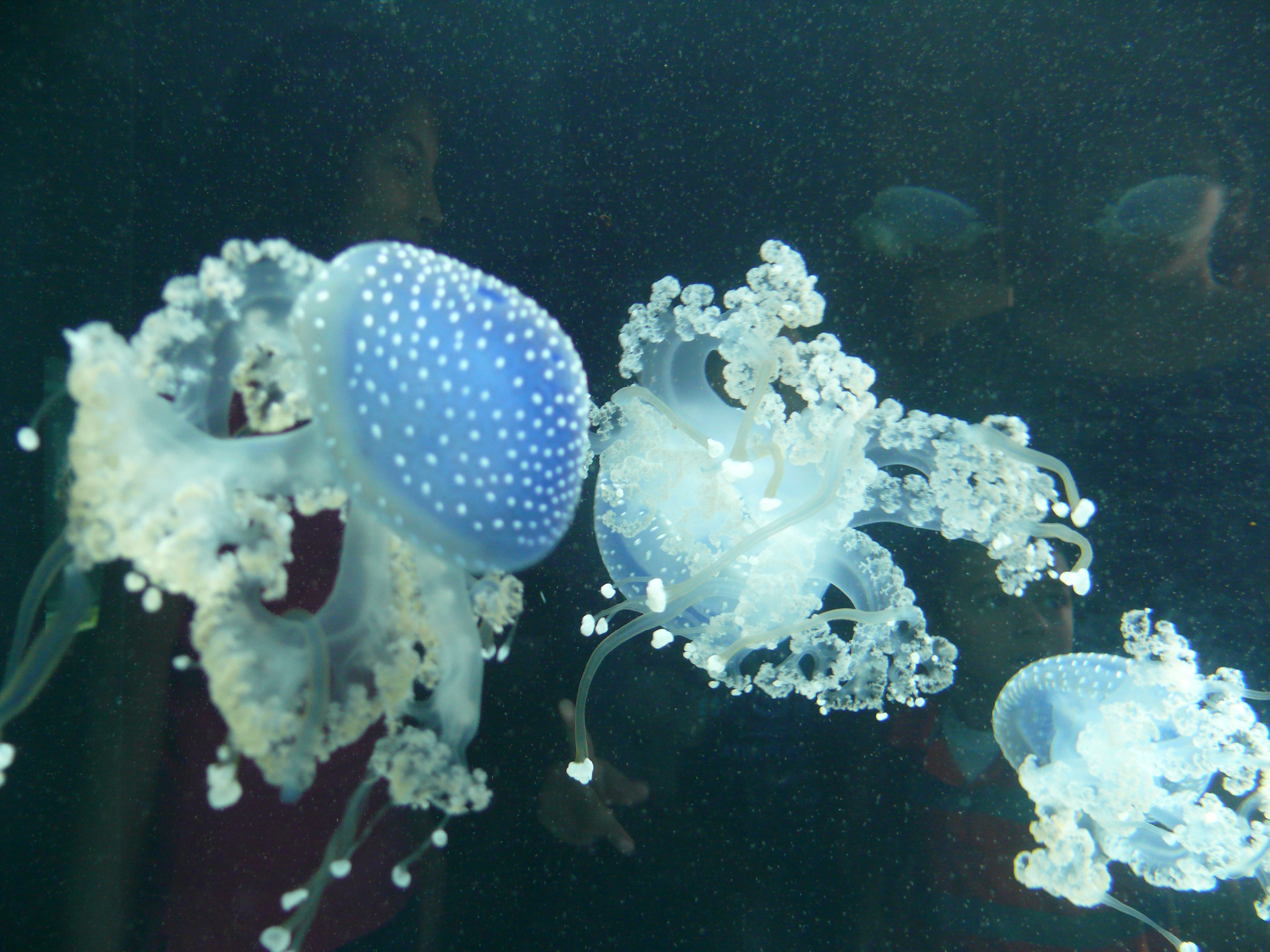 Jellyfish on display at the Kipp Aquarium in the Houston Zoo
