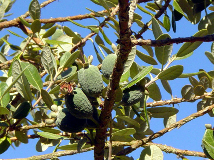 Pineapple guavas Pics4Learning