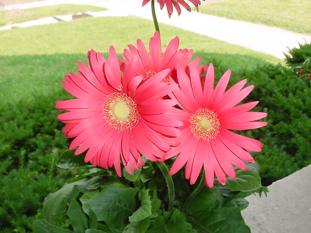 pink gerber daisy Pics4Learning