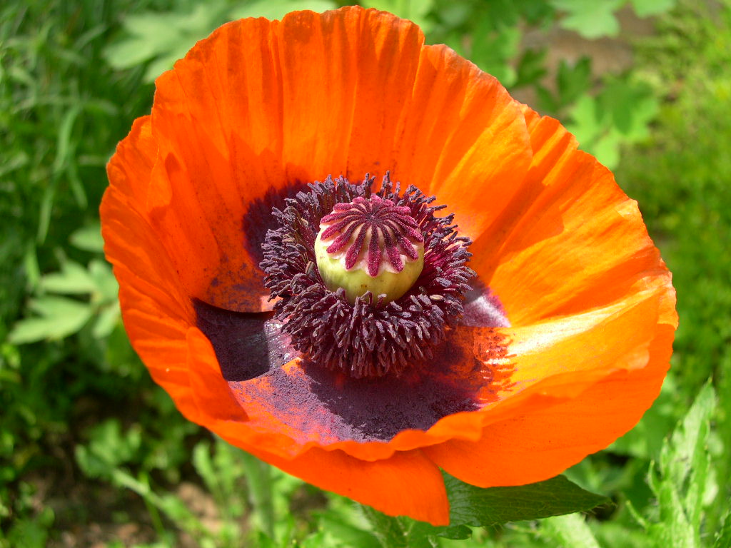 poppy | Pics4Learning