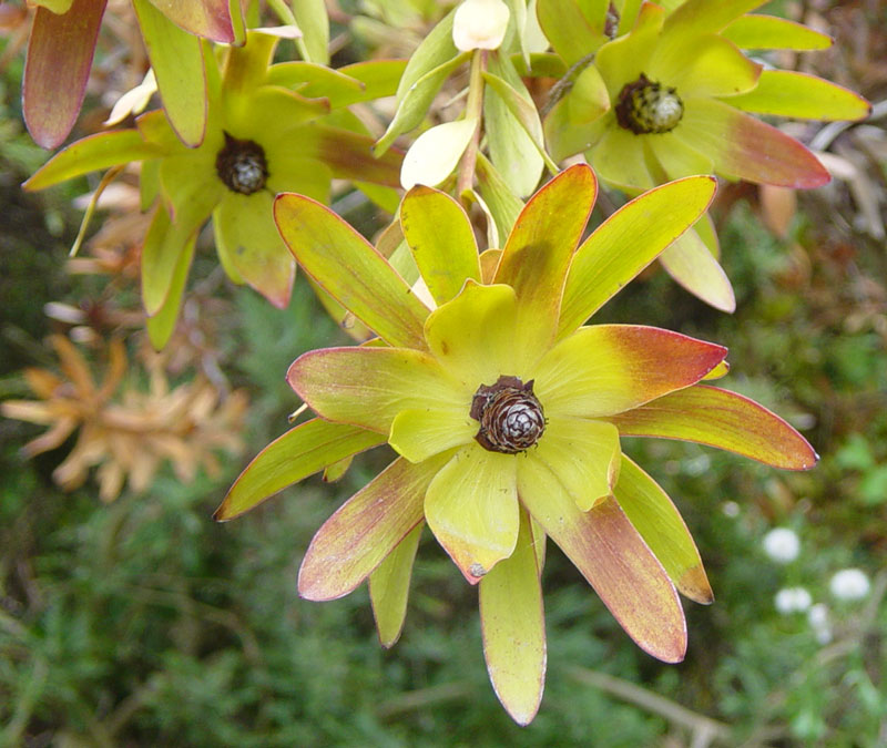 Protea Flowers Pics4Learning