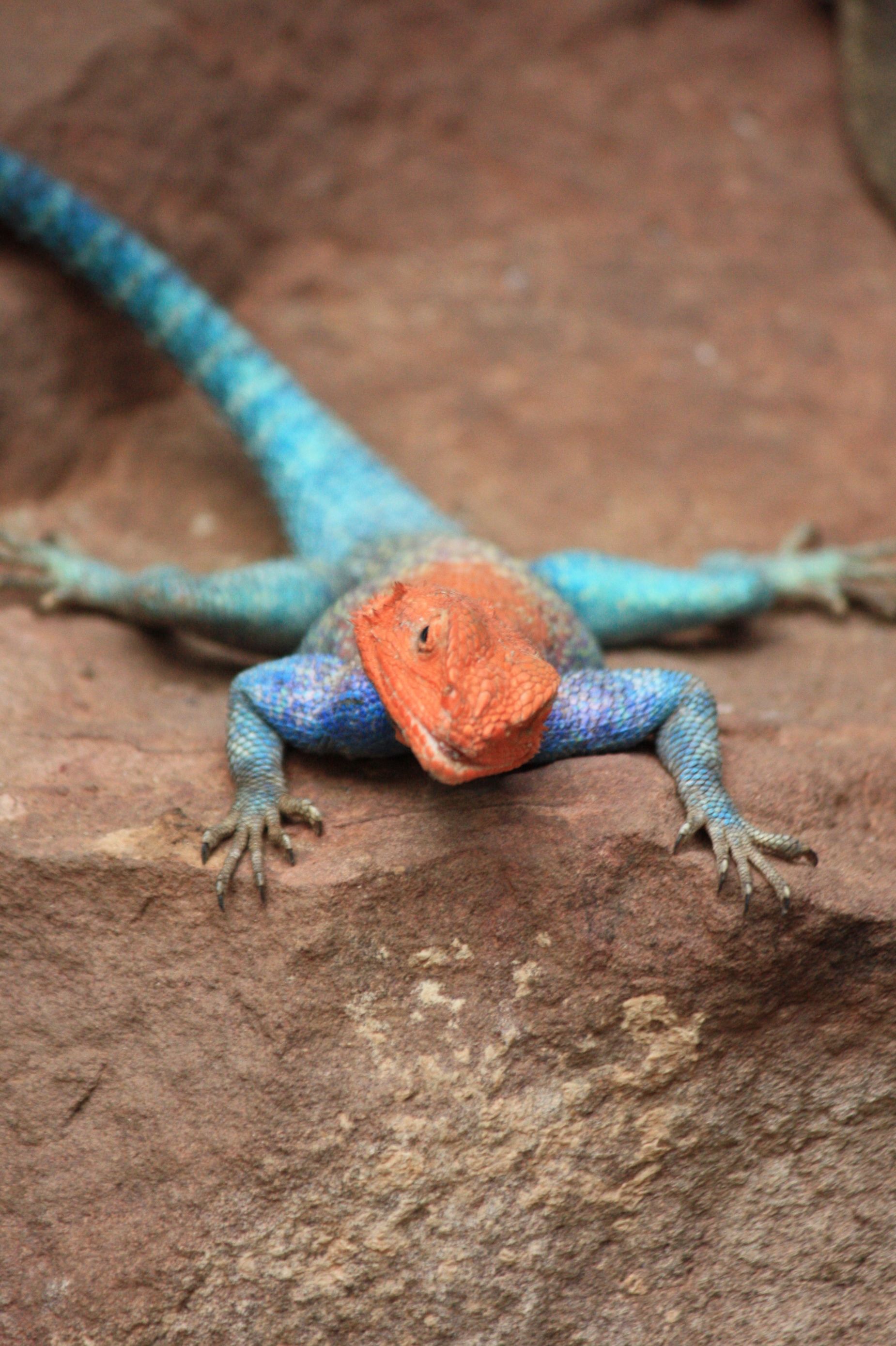 red headed lizard Pics4Learning