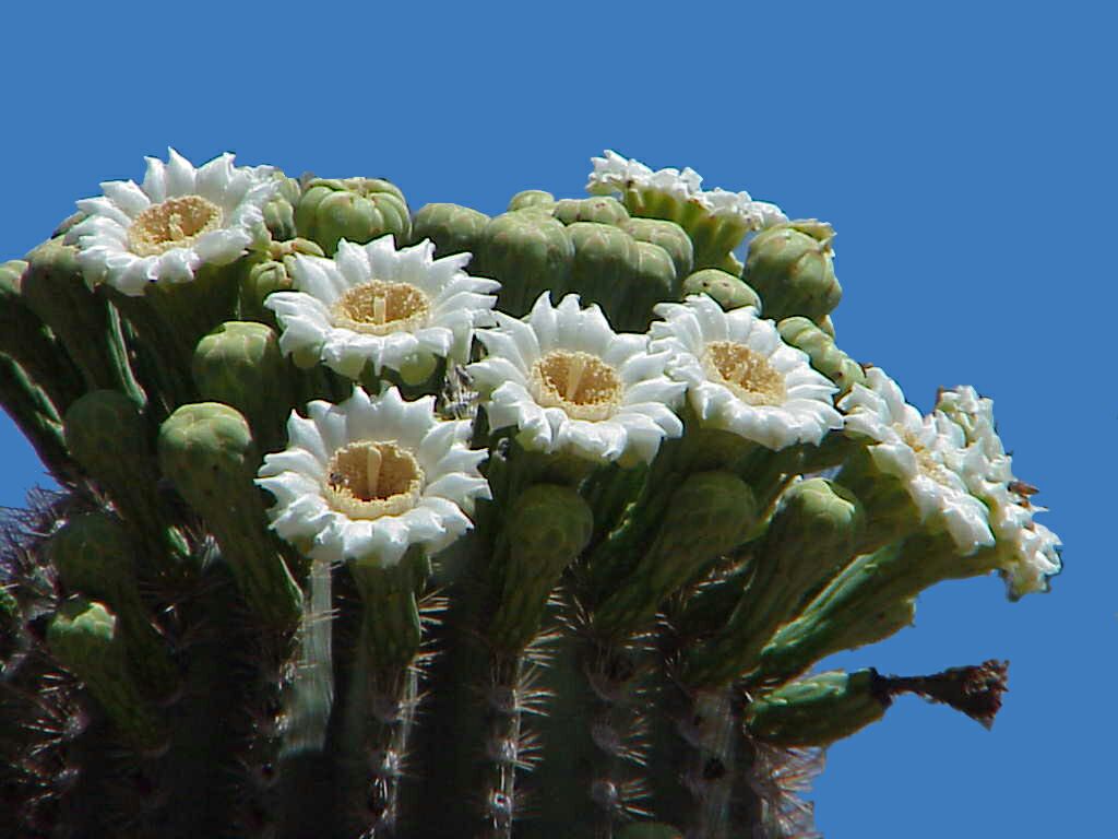 Saguaro Cactus Bloom Pics4Learning