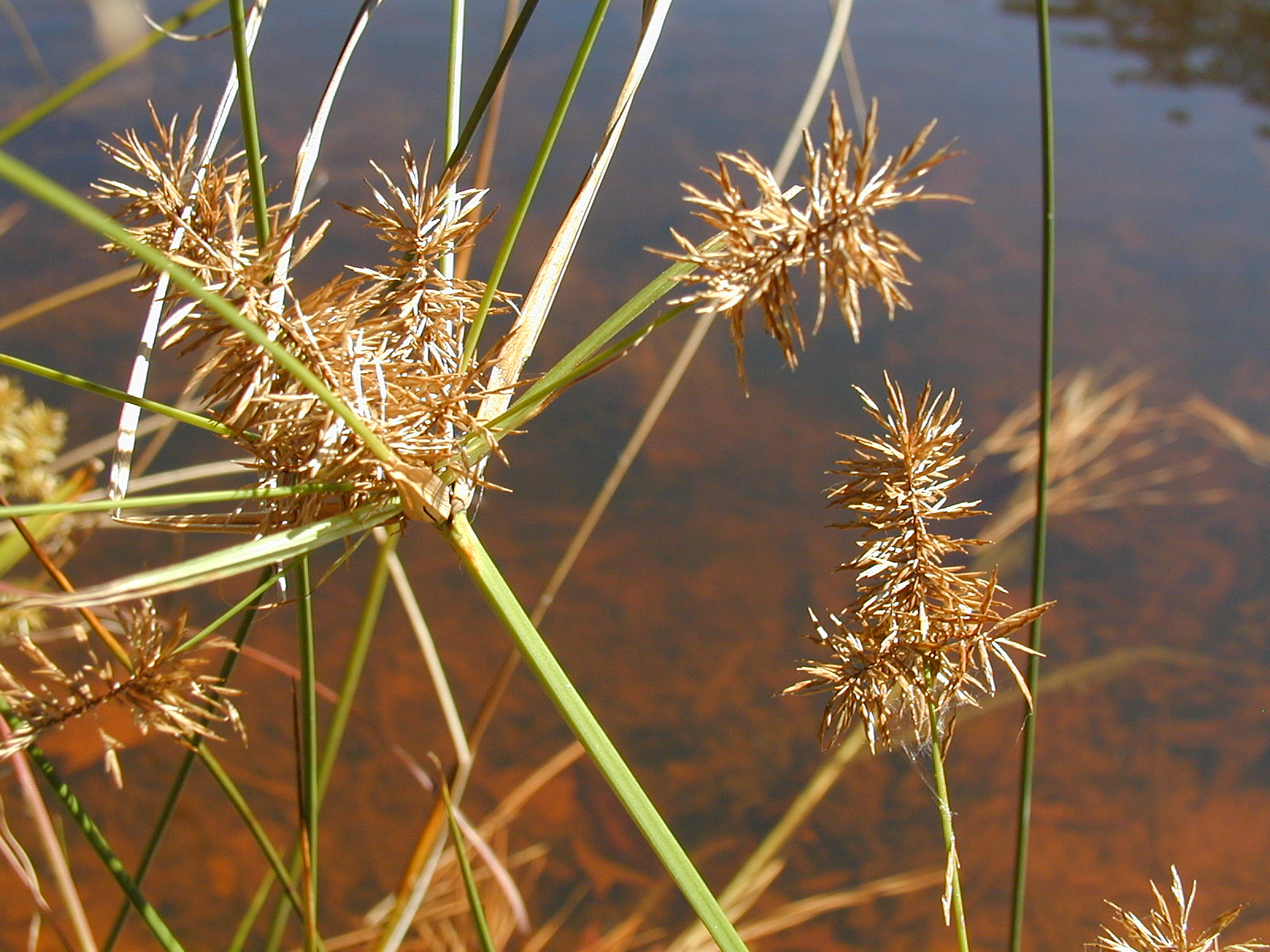 Sedge Pics4Learning