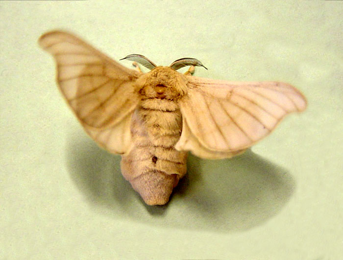 Silkworm moth Pics4Learning