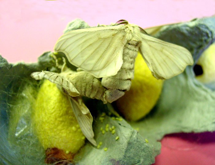 Male and female silkworm moths mate by sticking the ends of their