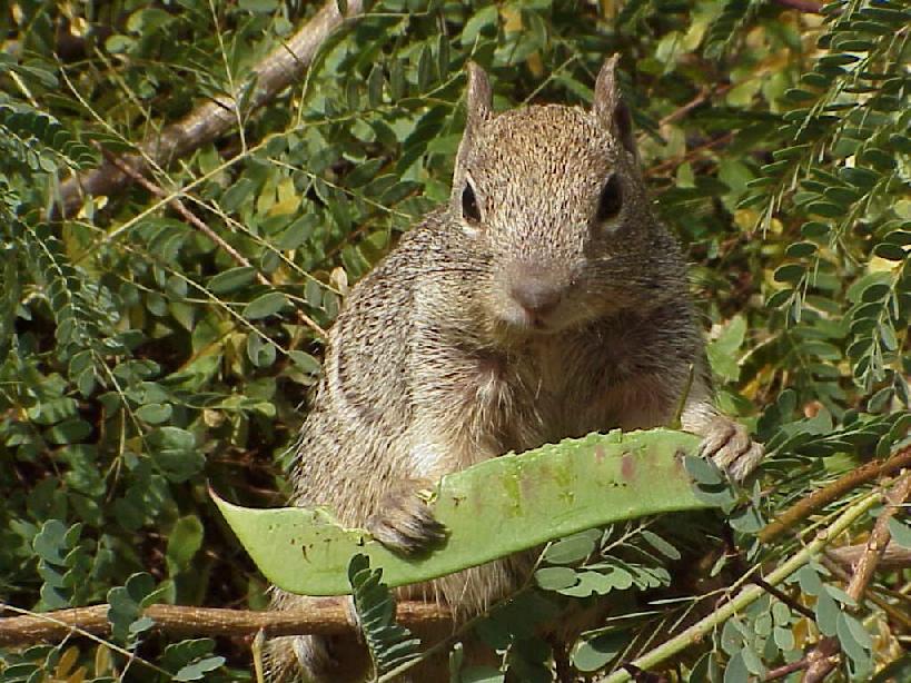 Squirrel eating seed pod Pics4Learning