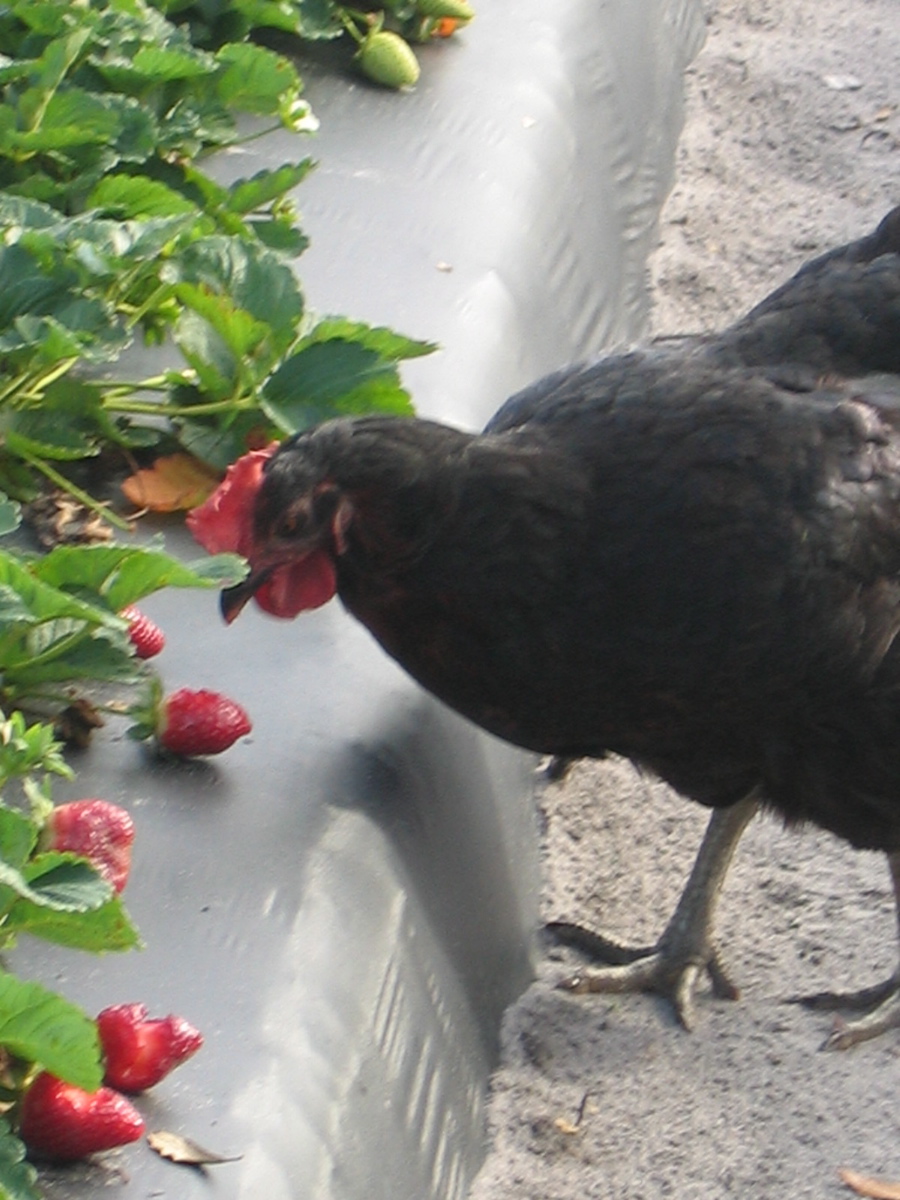 Strawberries growing in a strawberry field with a rooster eating