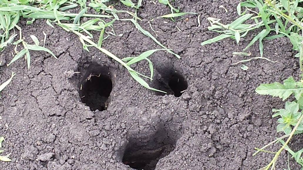 Termite holes / nest Pics4Learning