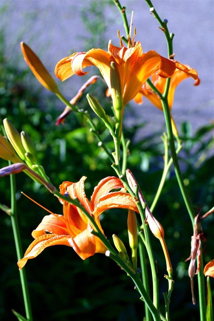 Tiger Lily Pics4Learning