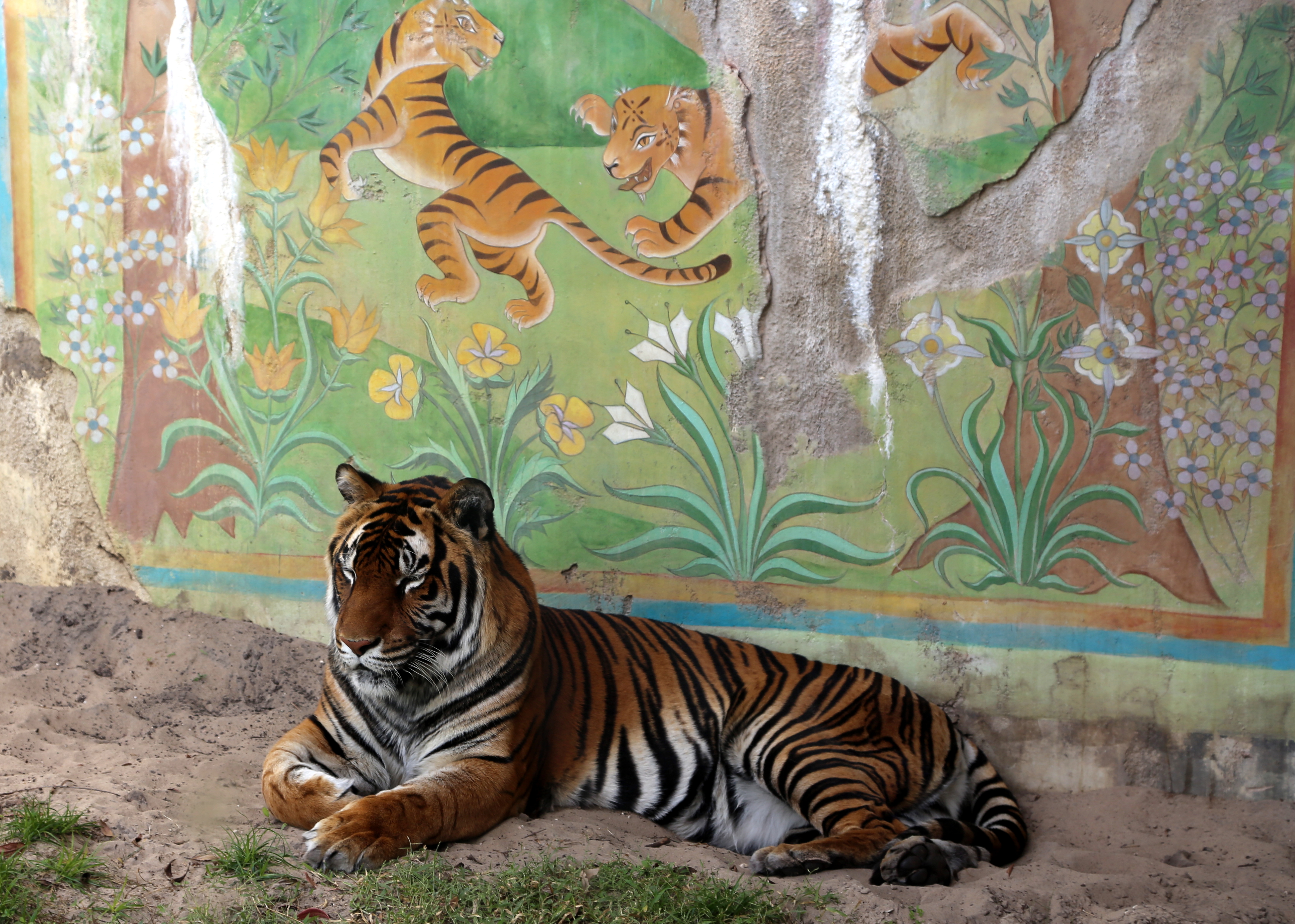 Tiger Wall Pics4Learning
