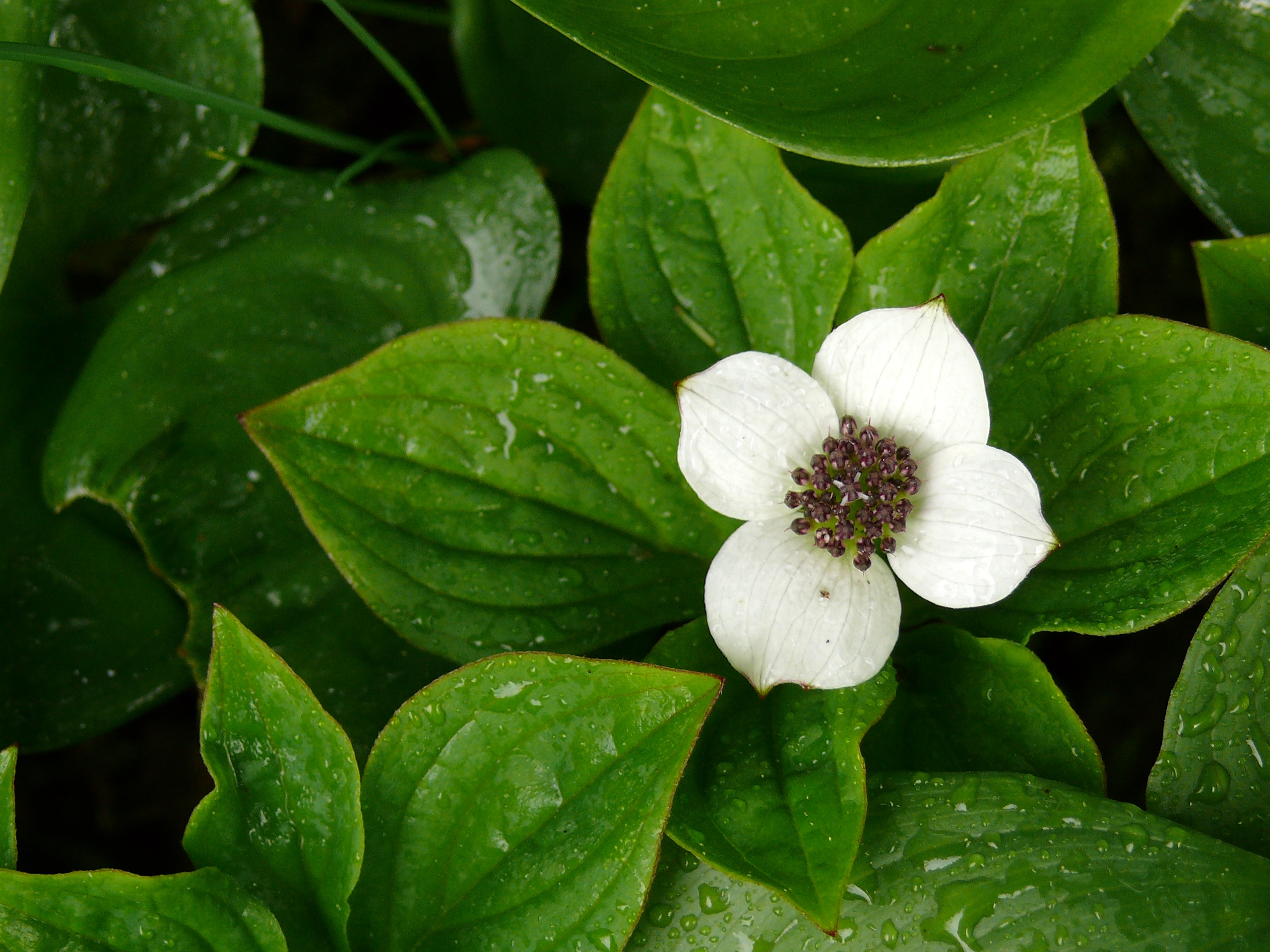 White flower blooming in the forest area around Icy Strait Point