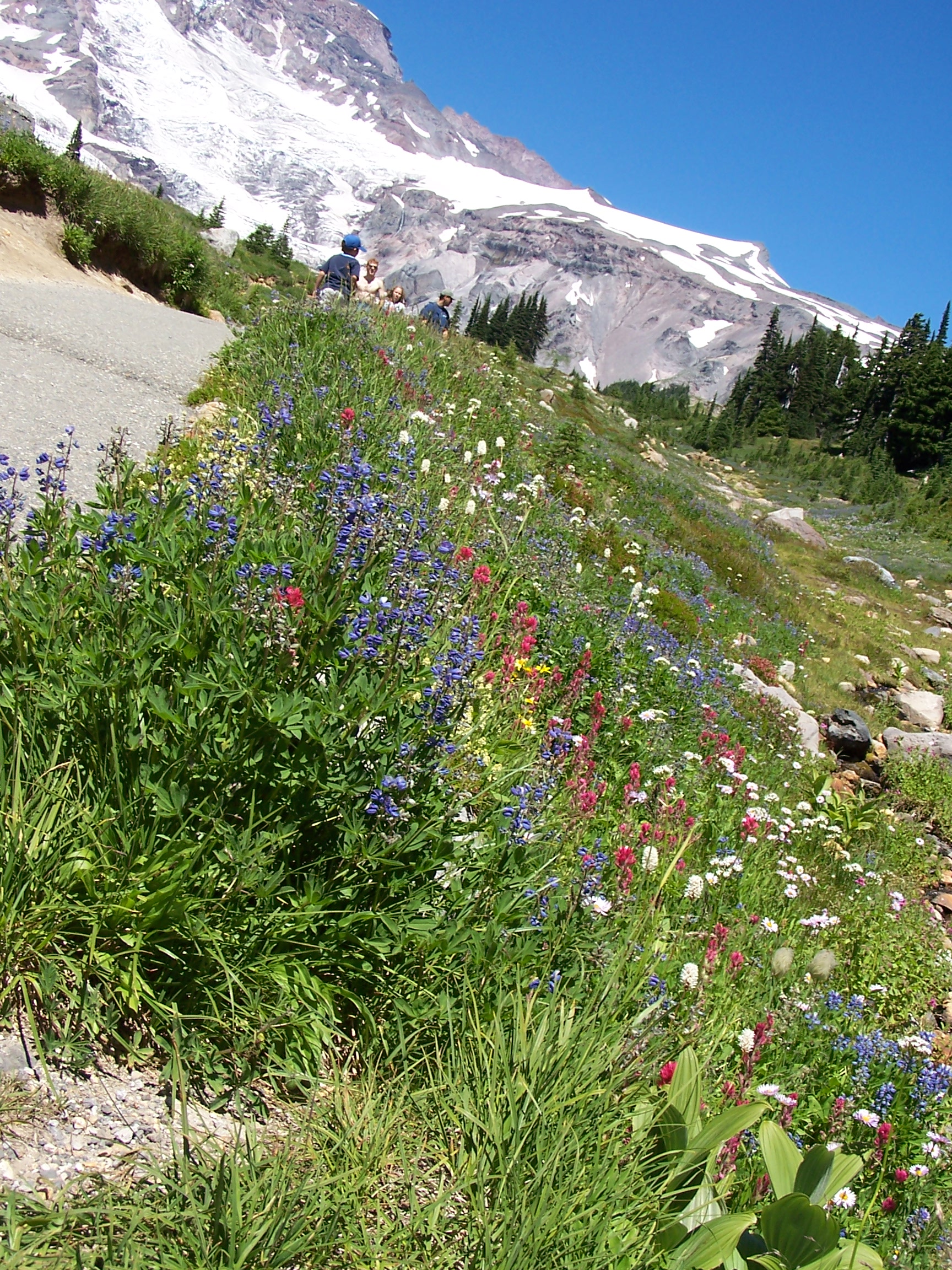 wildflowers on Mt. Rainier Pics4Learning