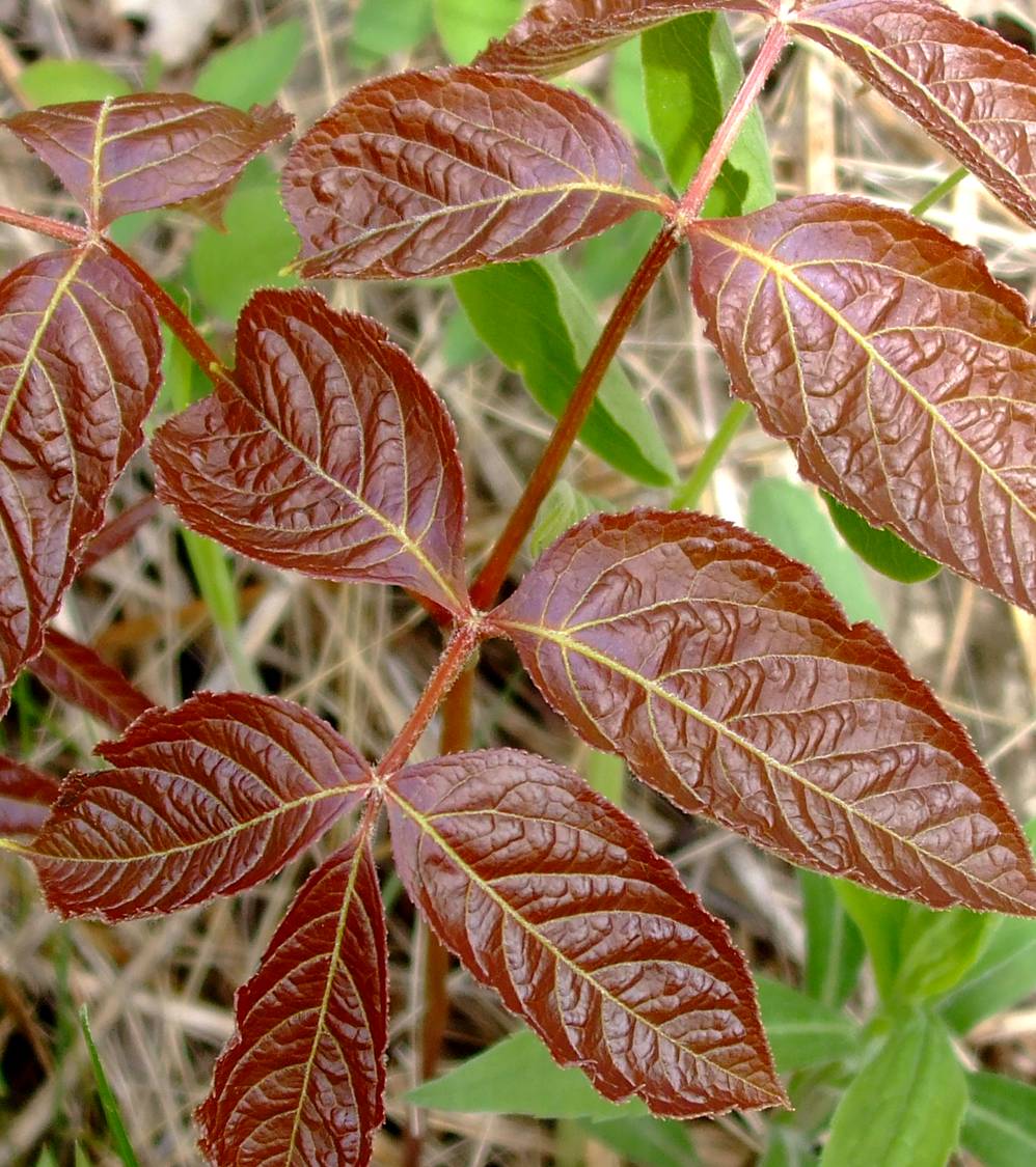 brown leaves Pics4Learning