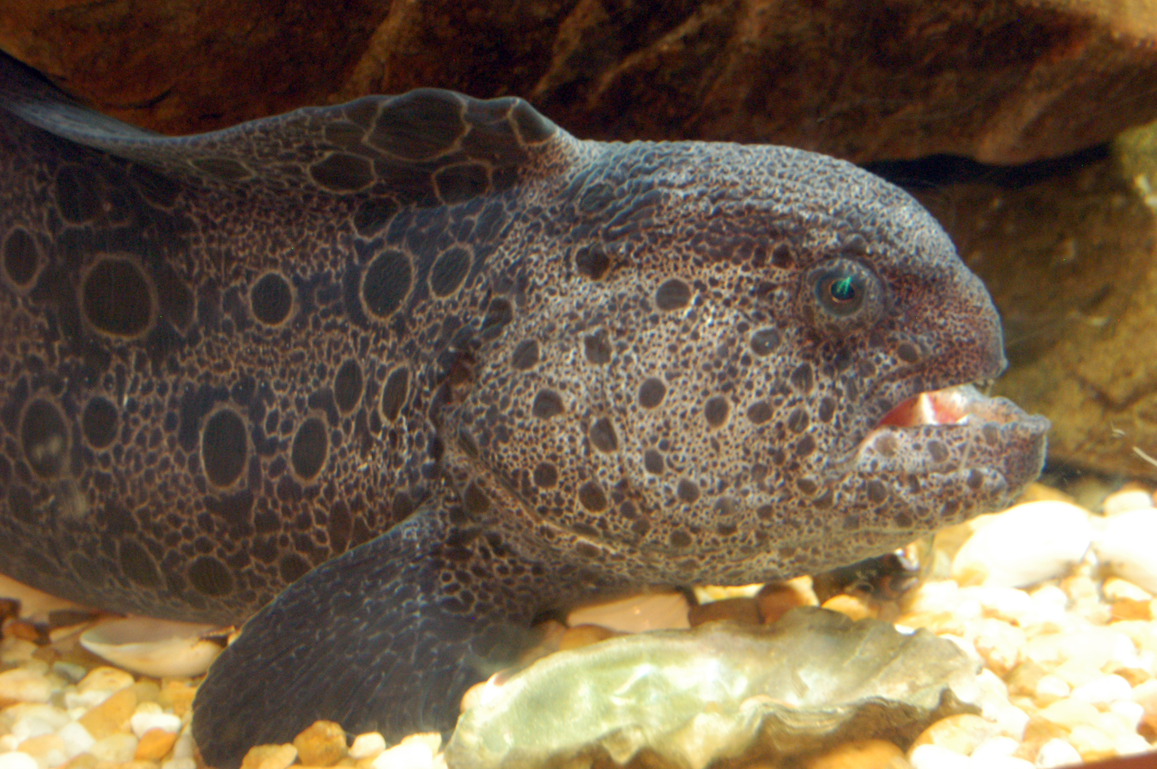Wolf Eel Pics4Learning