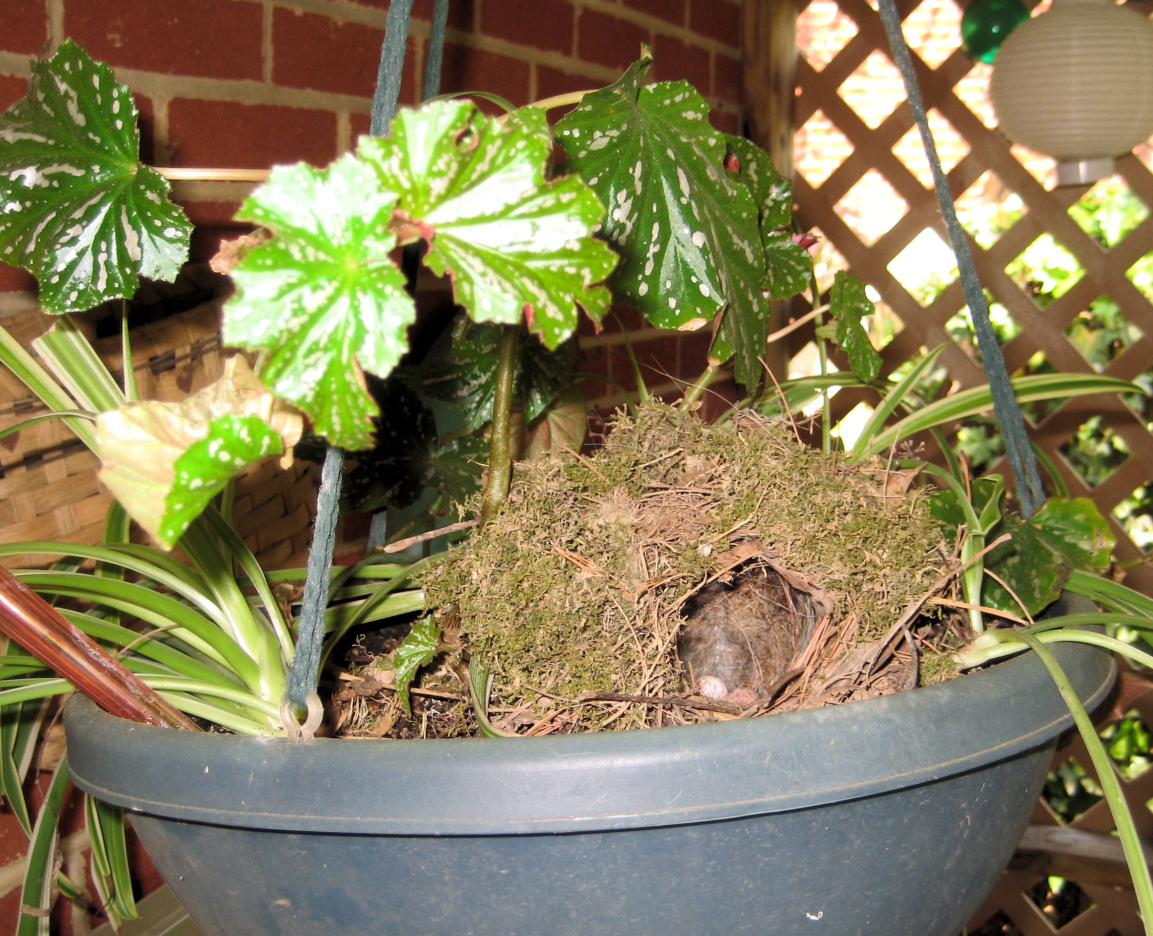 Wren nest in hanging planter with eggs Pics4Learning