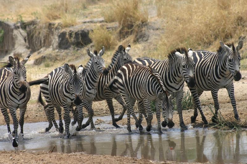 Zebra Herd on the move Pics4Learning