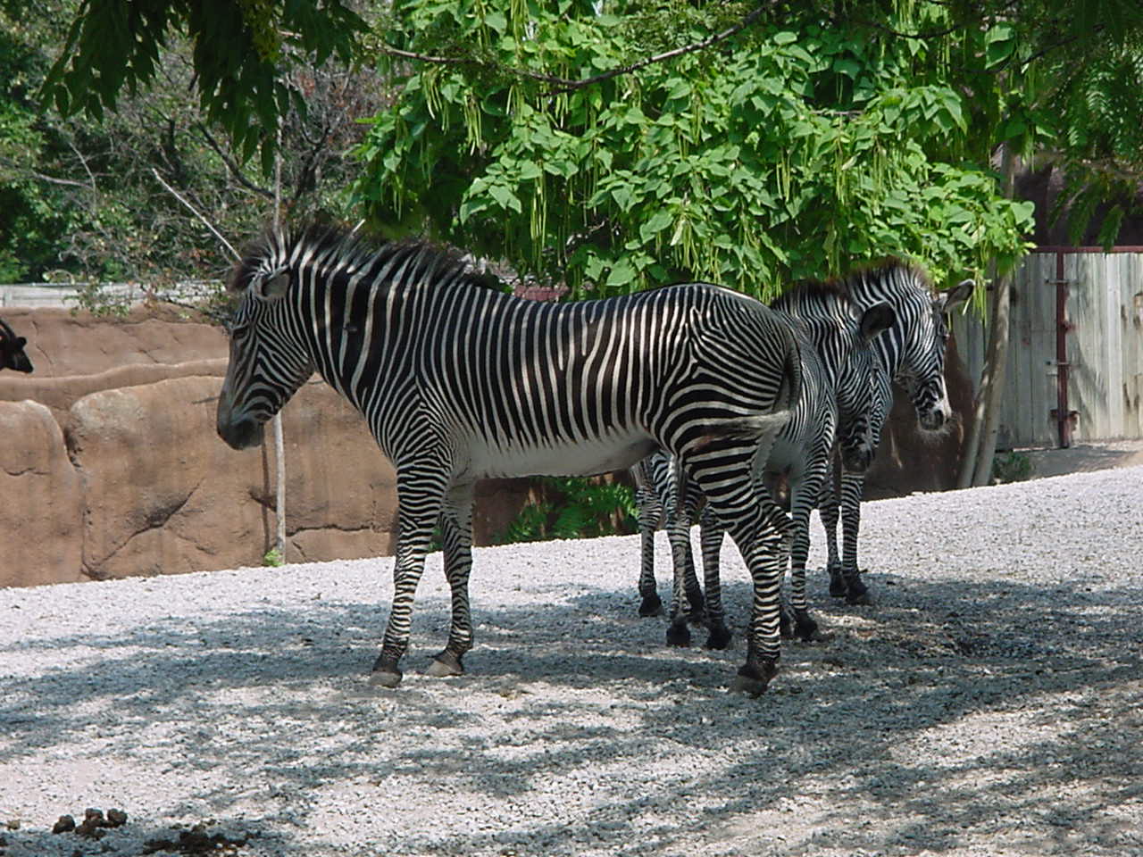 Zebras Pics4Learning
