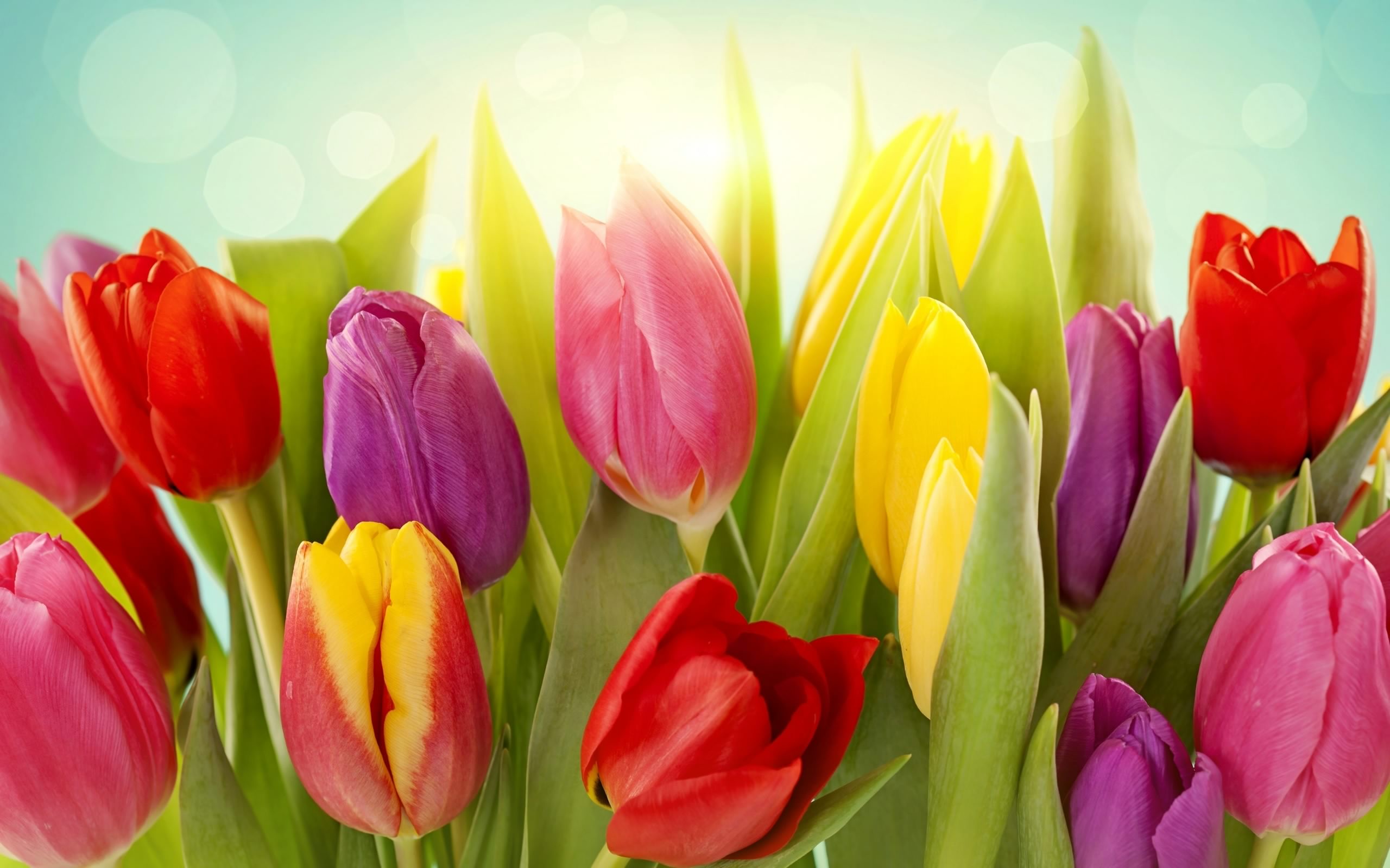 Colorful Tulips Wallpaper