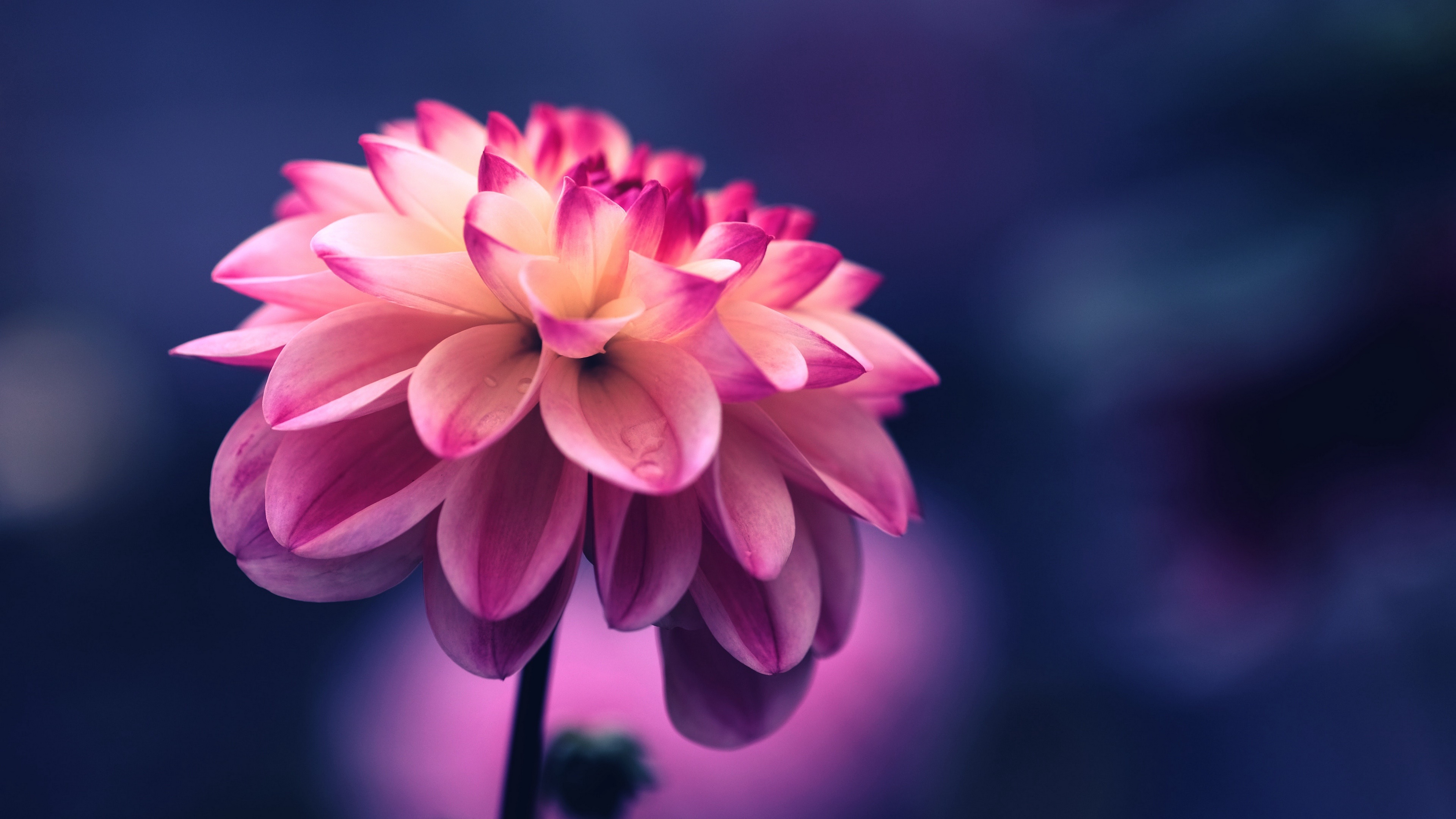 Download Pink Flower Nature Dahlia 4k Ultra HD Wallpaper by Tj Holowaychuk