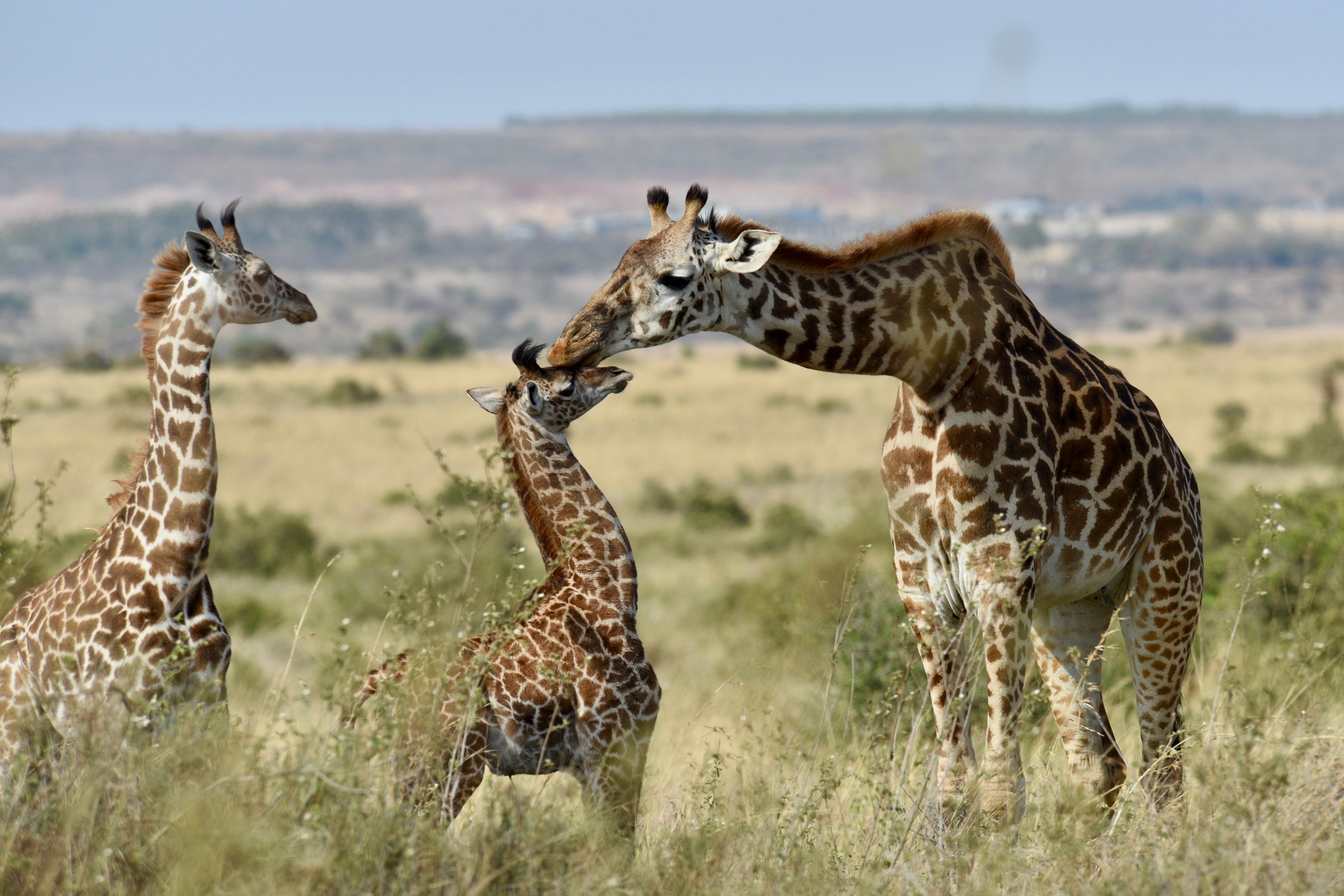 Giraffe HD Wallpaper Background Image 3109x2073 ID1044720 Wallpaper Abyss