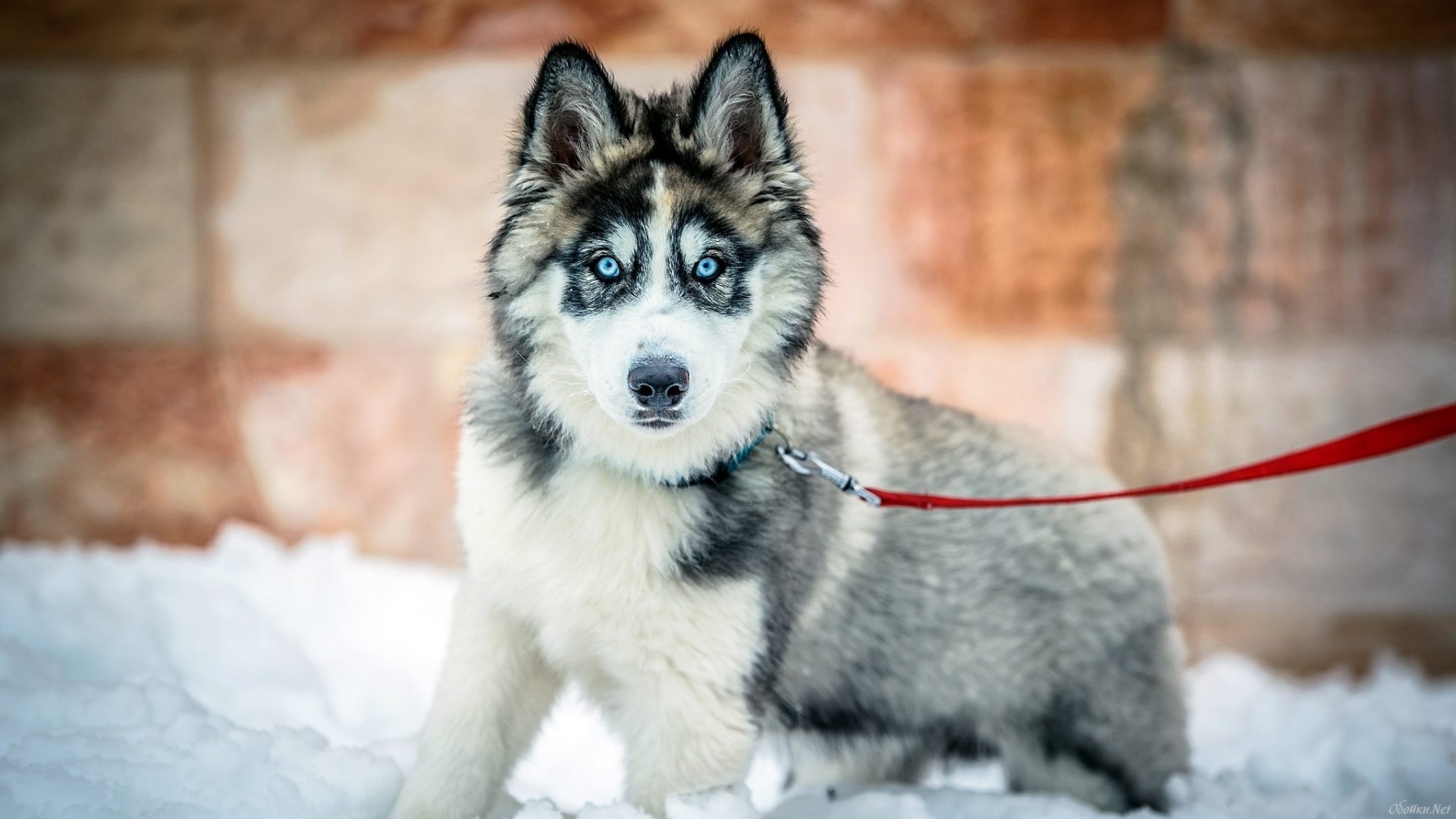 Download Snow Husky Winter Dog Animal Siberian Husky HD Wallpaper