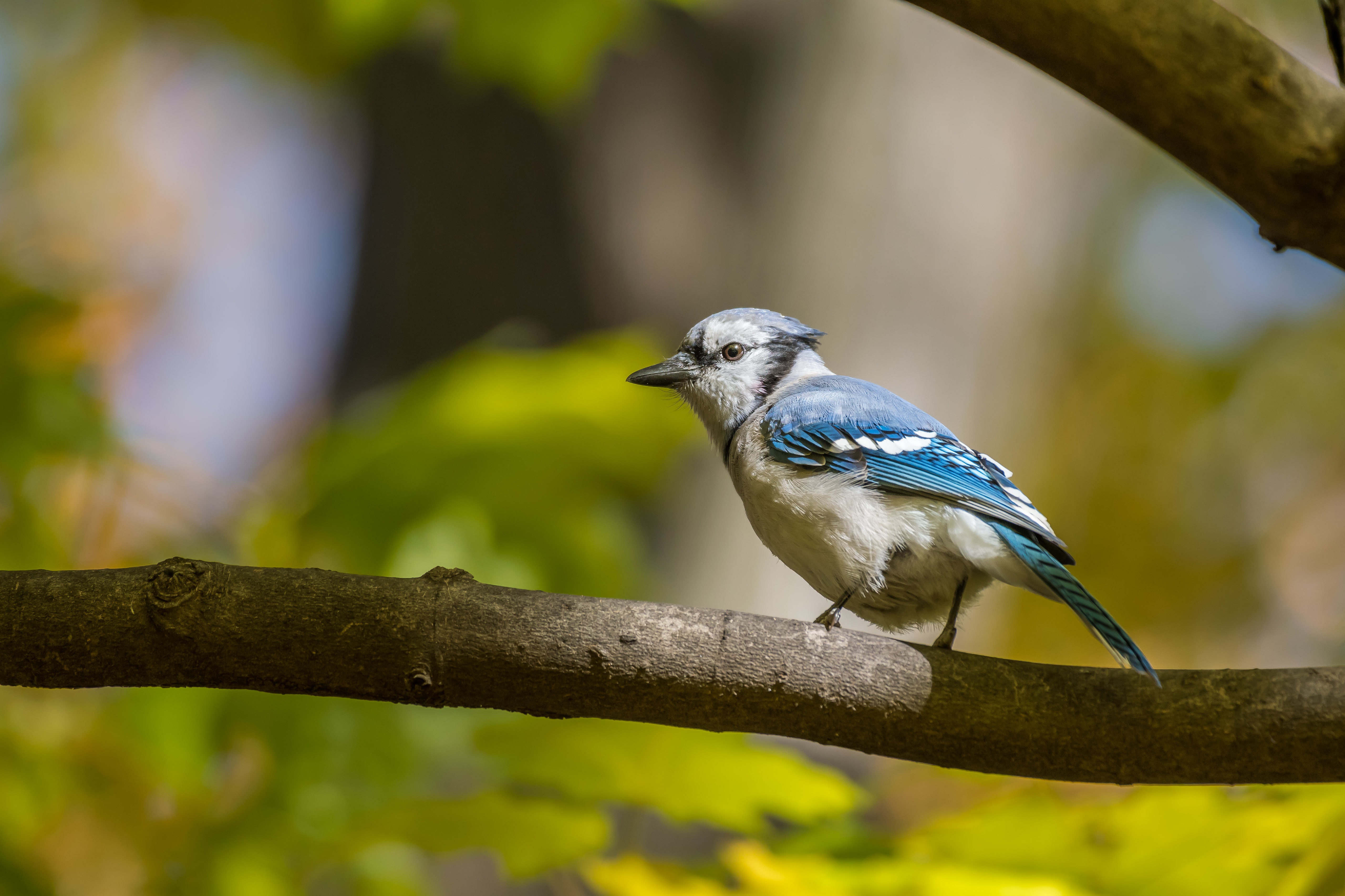 Download Bird Animal Blue Jay 4k Ultra HD Wallpaper