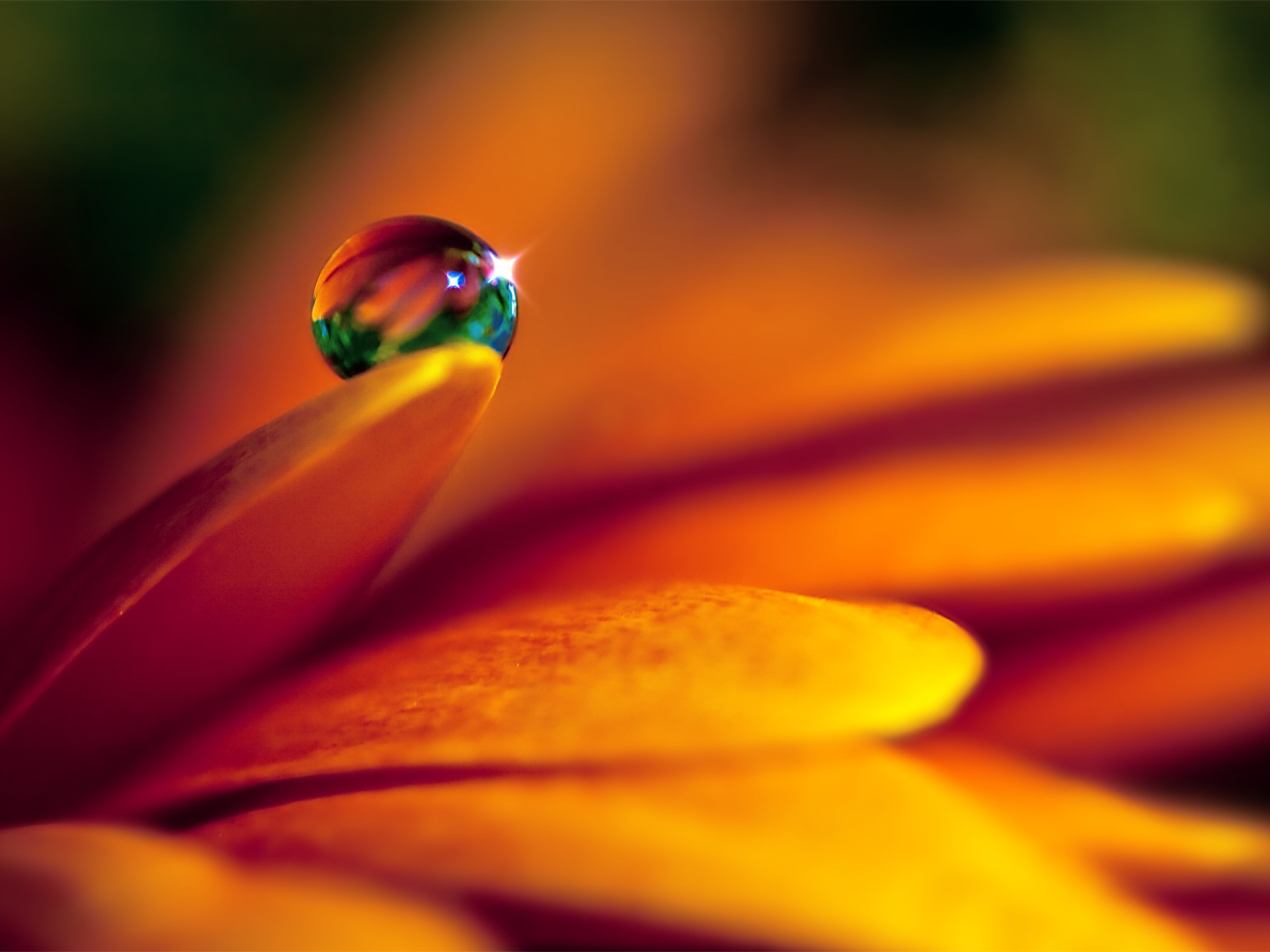 Download Water Drop Nature Flower Wallpaper