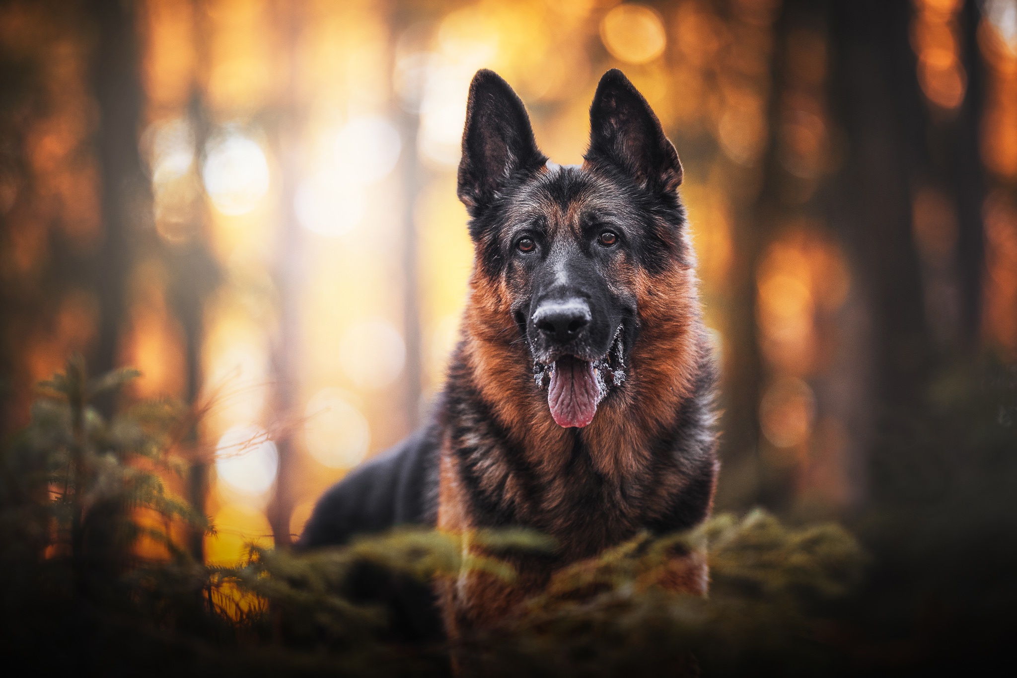 German Shepherd HD Wallpaper Background Image 2048x1365 ID