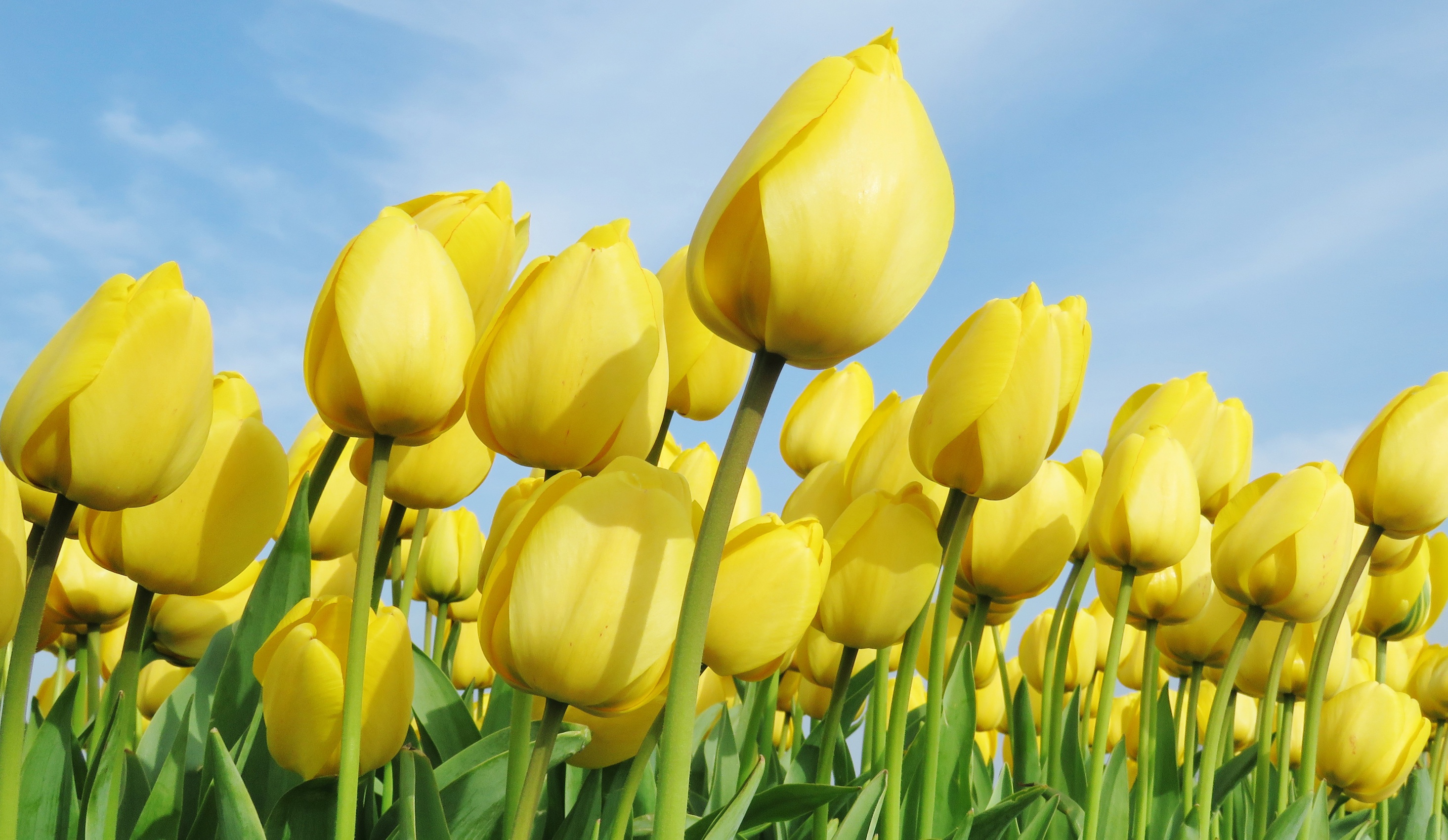 Download Macro Yellow Flower Flower Nature Tulip HD Wallpaper