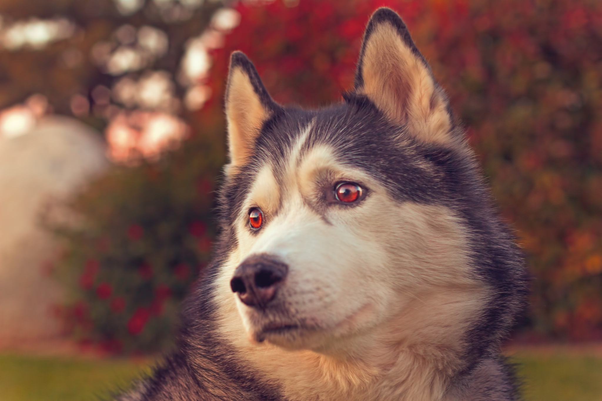 Husky HD Wallpaper Background Image 2048x1365 ID