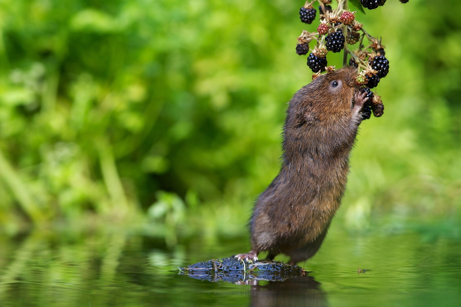 Water rat HD Wallpaper Background Image 1920x1280 ID1108787