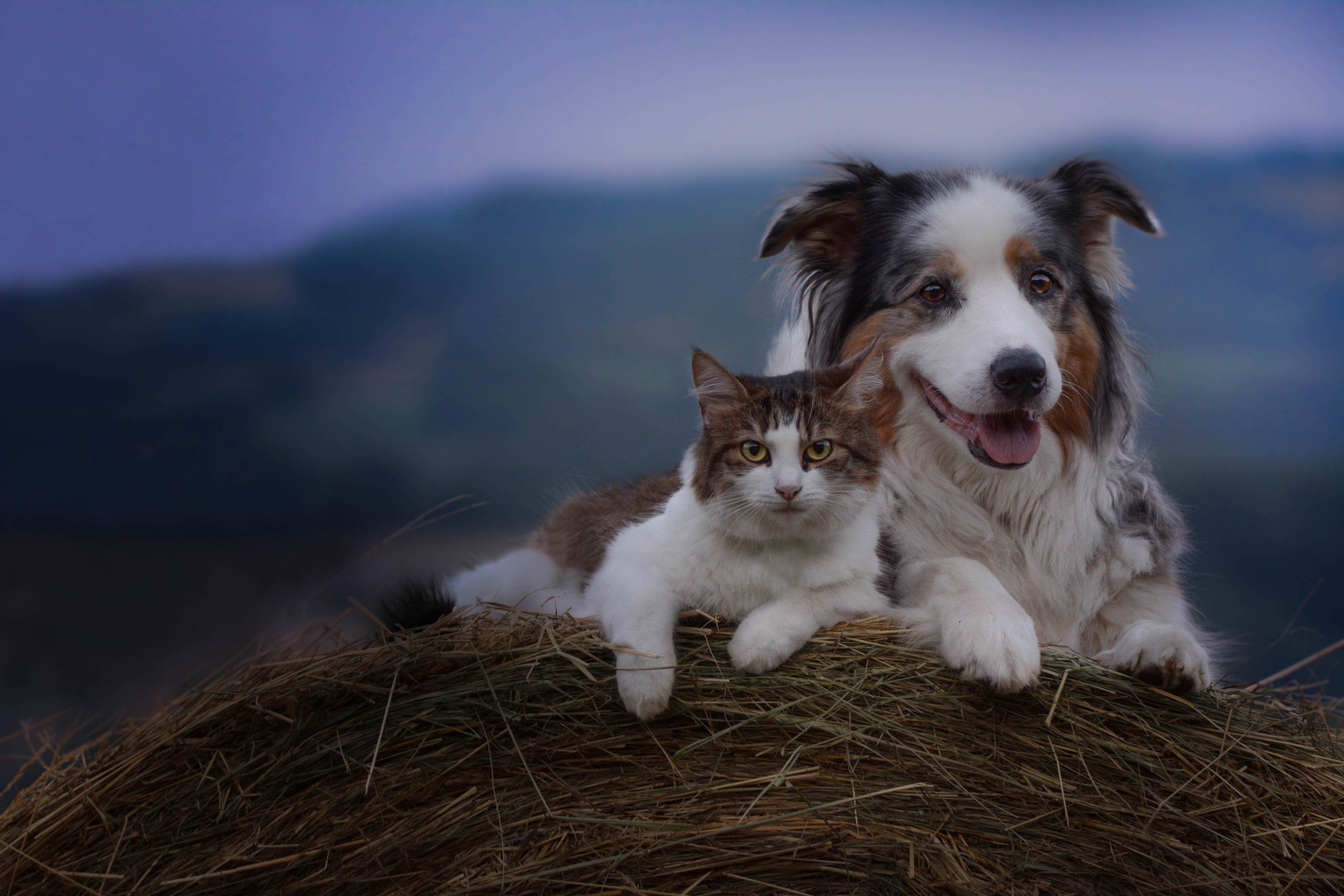 Download Australian Shepherd Dog Cat Animal Cat & Dog HD Wallpaper