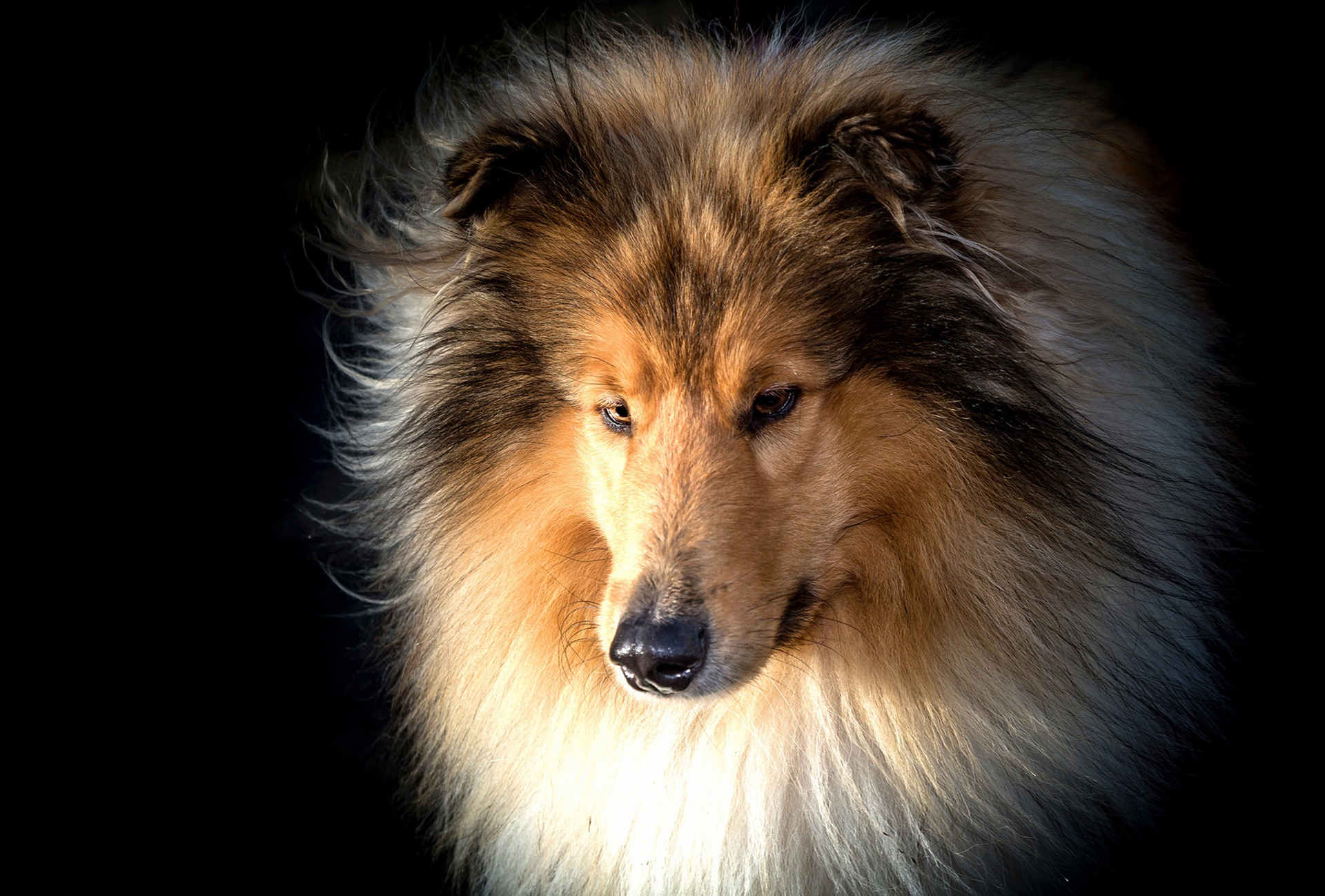 Download Dog Muzzle Animal Rough Collie HD Wallpaper