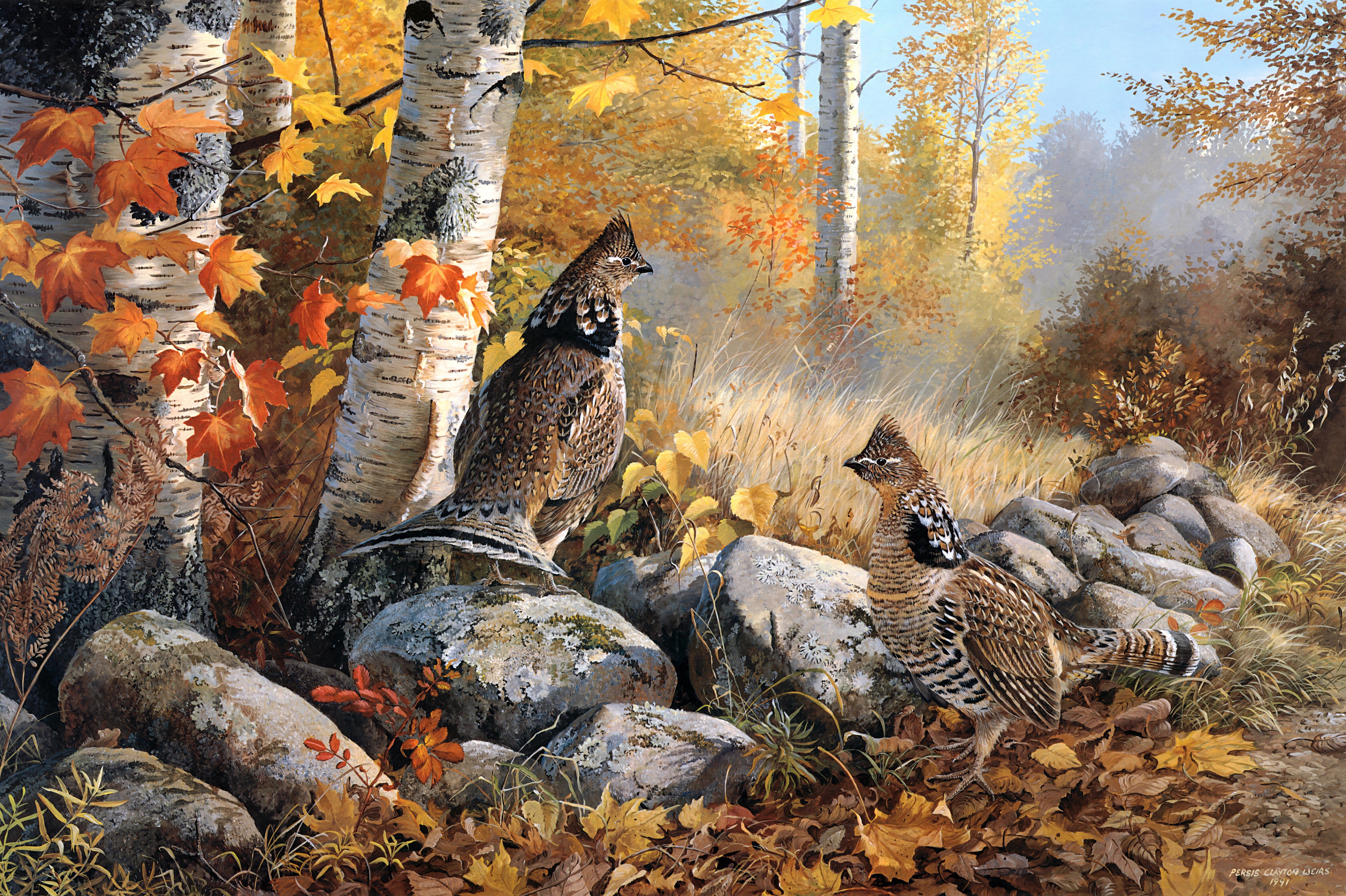 Pheasant Hunting Wallpaper