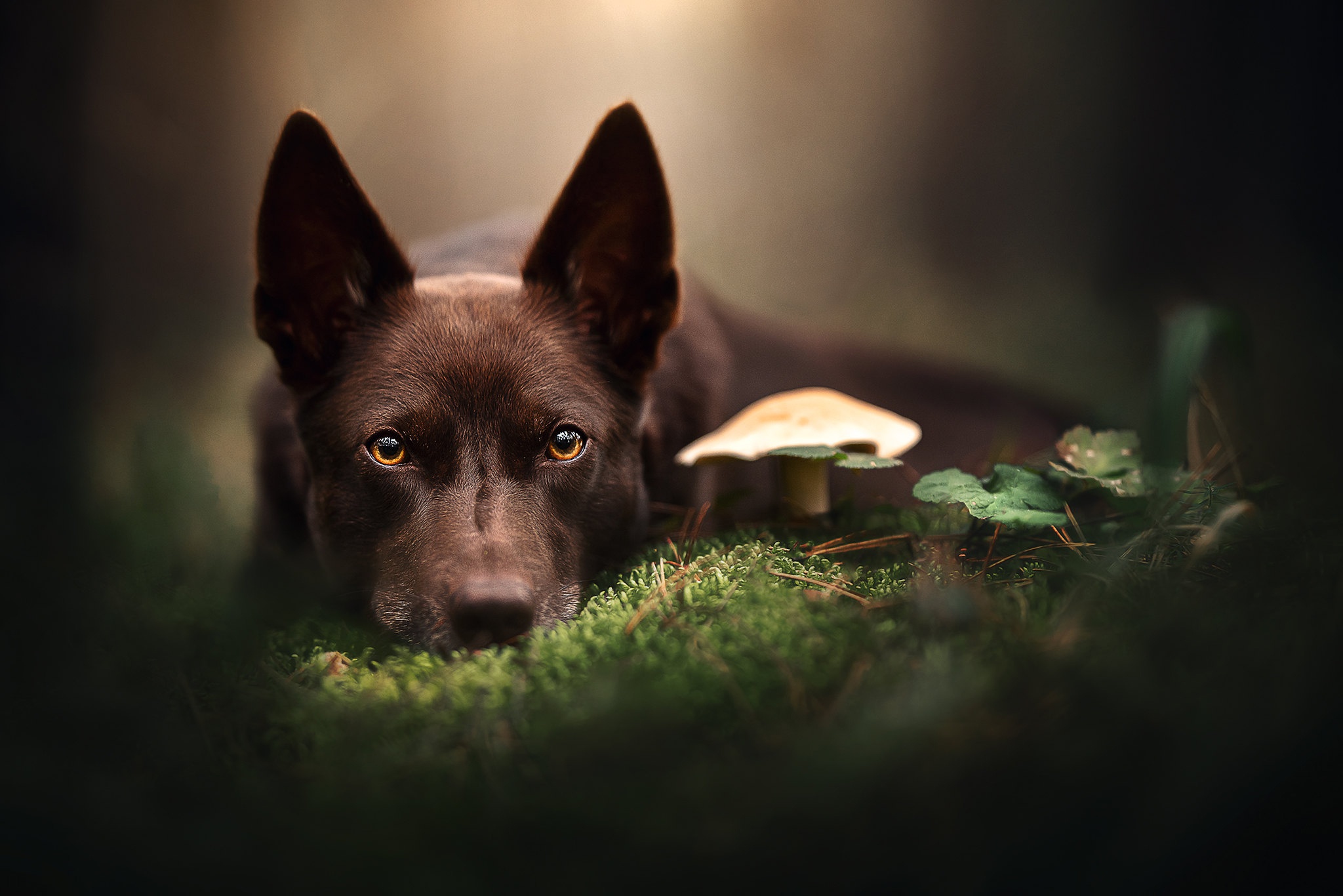 Download Mushroom Animal Dog HD Wallpaper