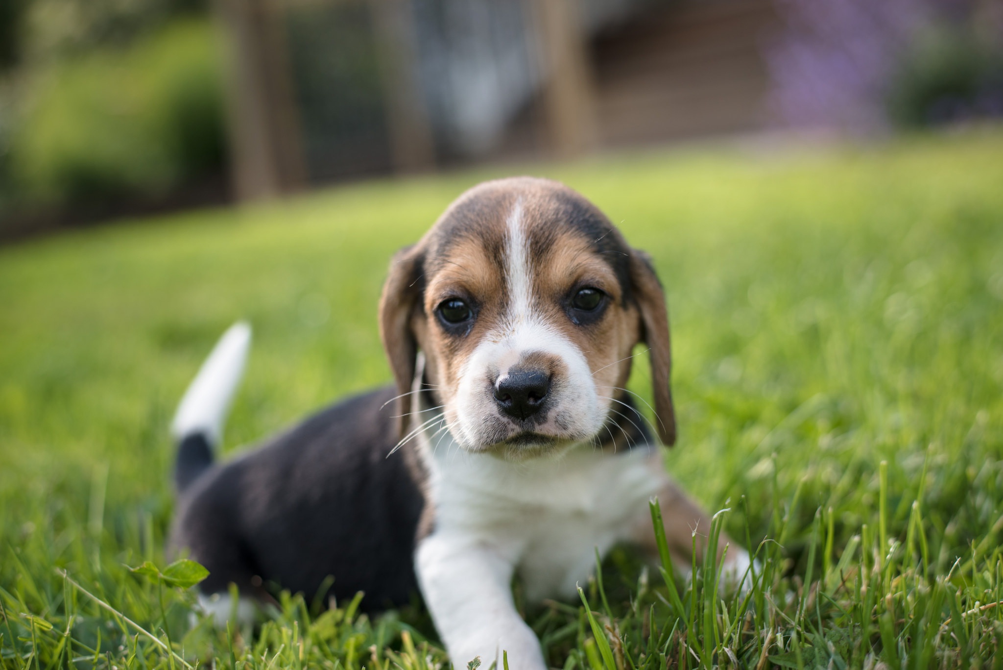 Beagle HD Wallpaper Background Image 2048x1367 ID1119502
