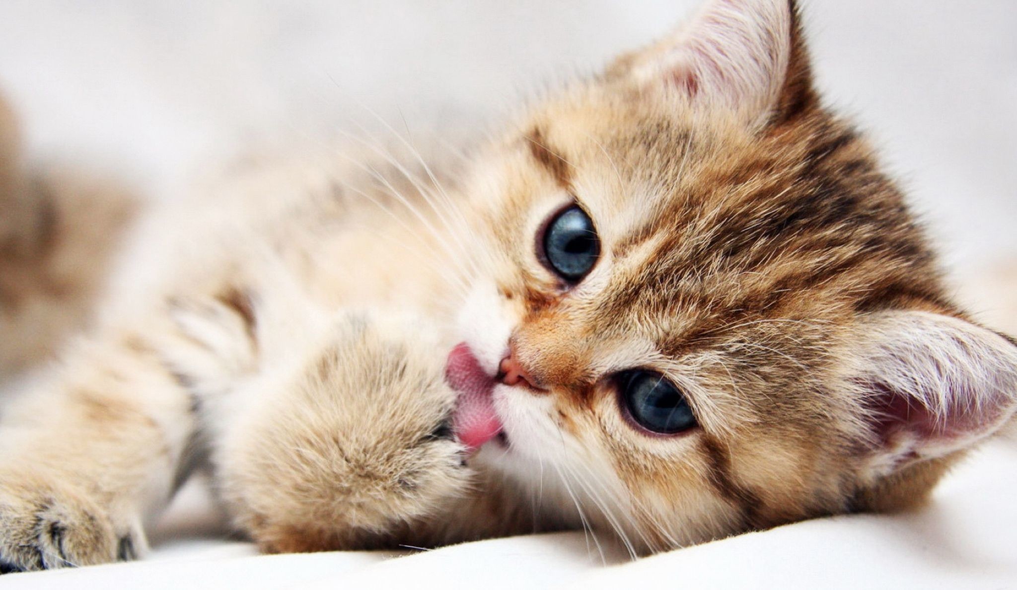 Adorable Cat HD Wallpaper