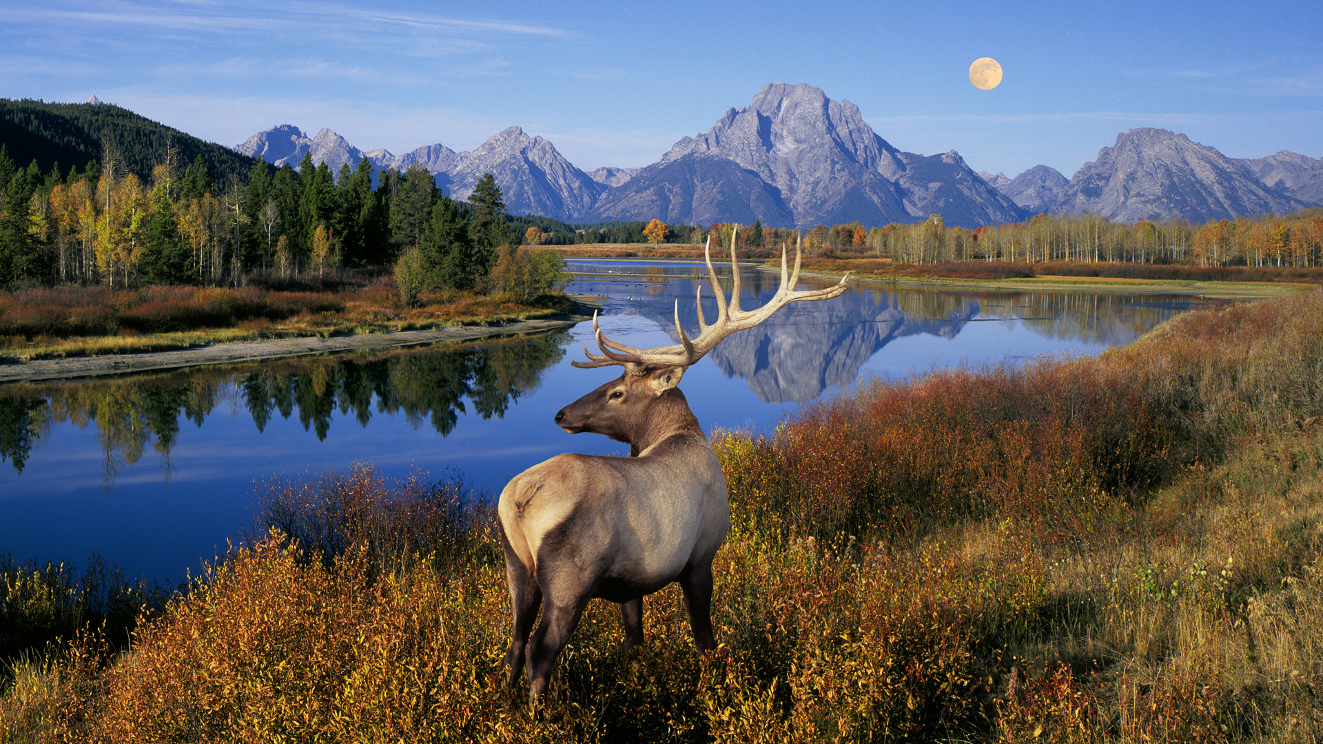 Deer HD Wallpaper Background Image 1920x1080 ID121339