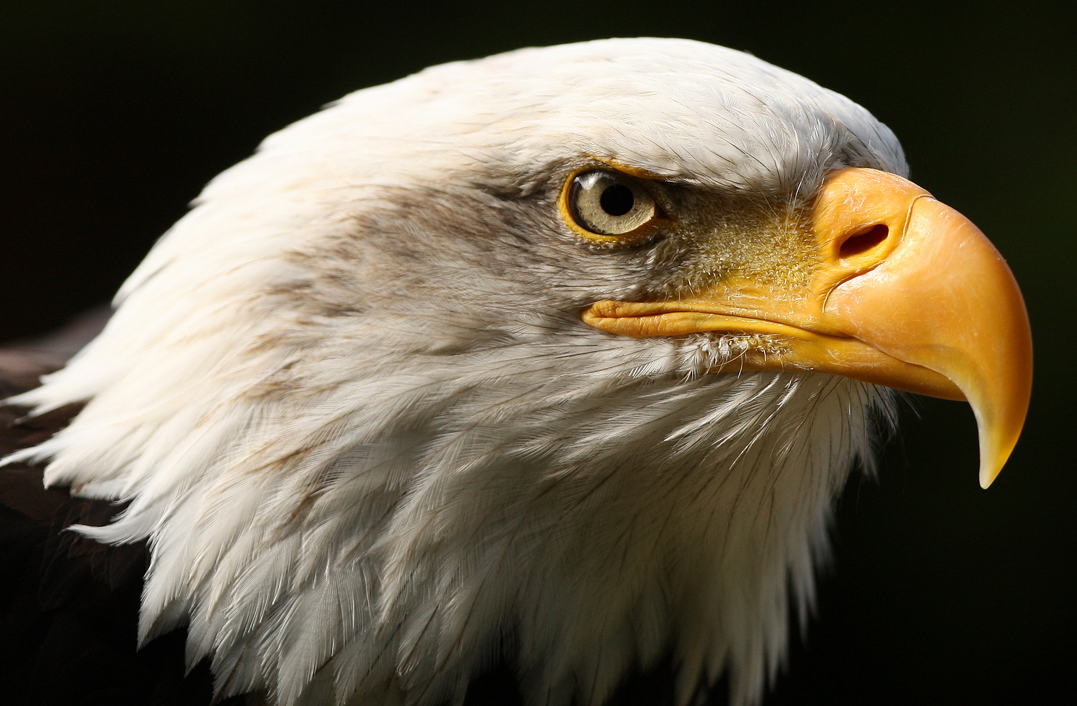 Majestic Bald Eagle HD Wallpaper