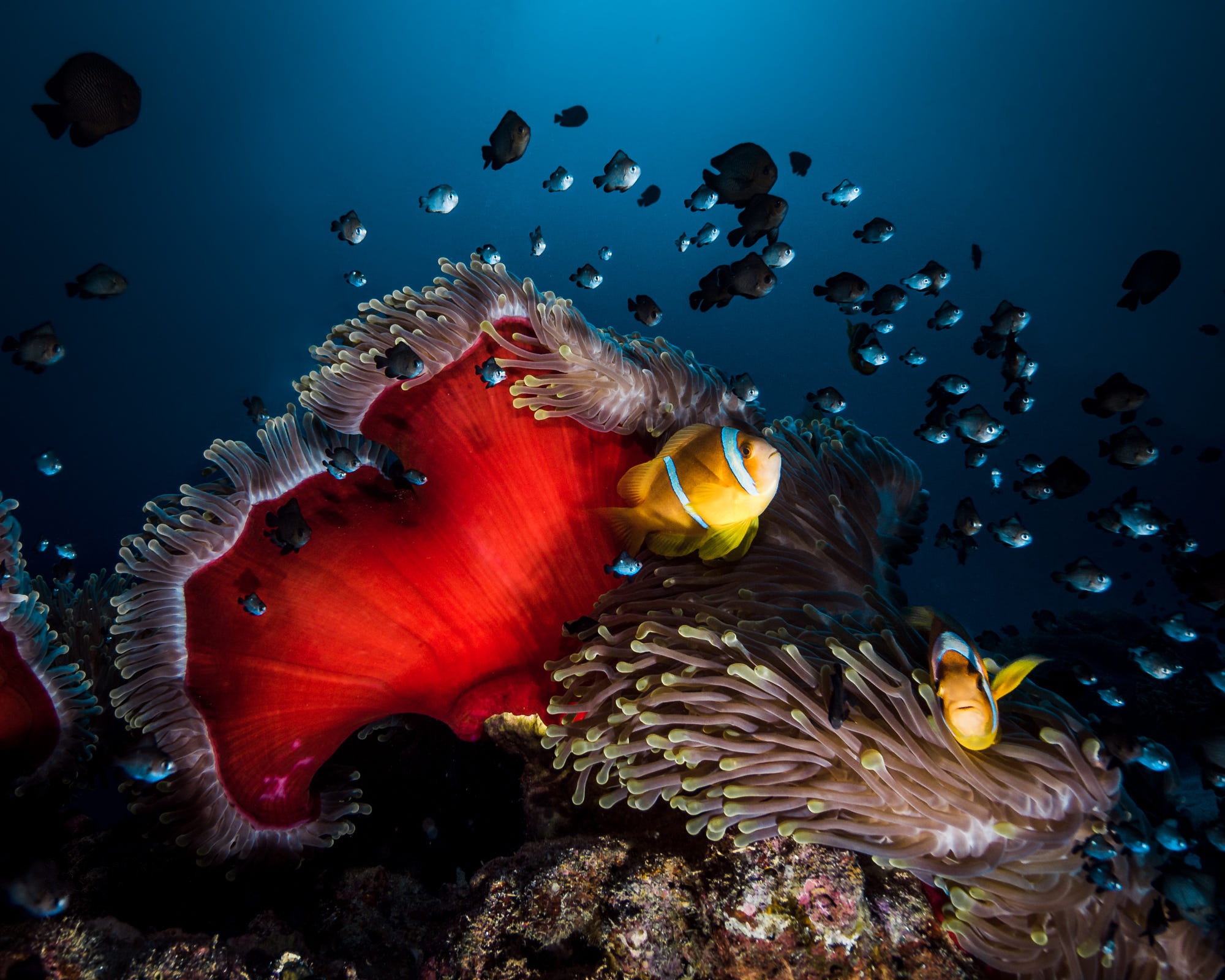 Underwater Hd Wallpapers 1080p