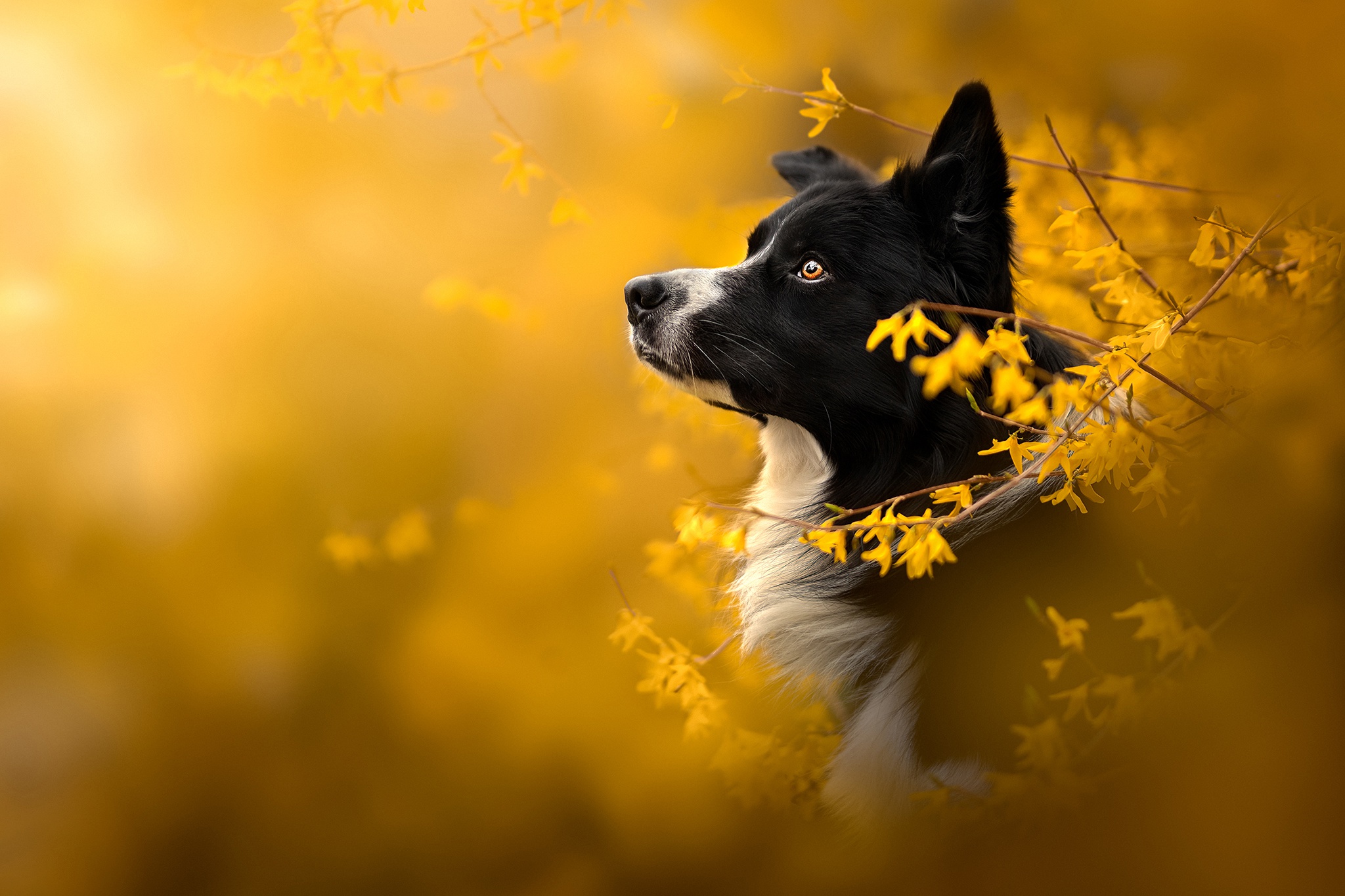 Download Animal Border Collie HD Wallpaper
