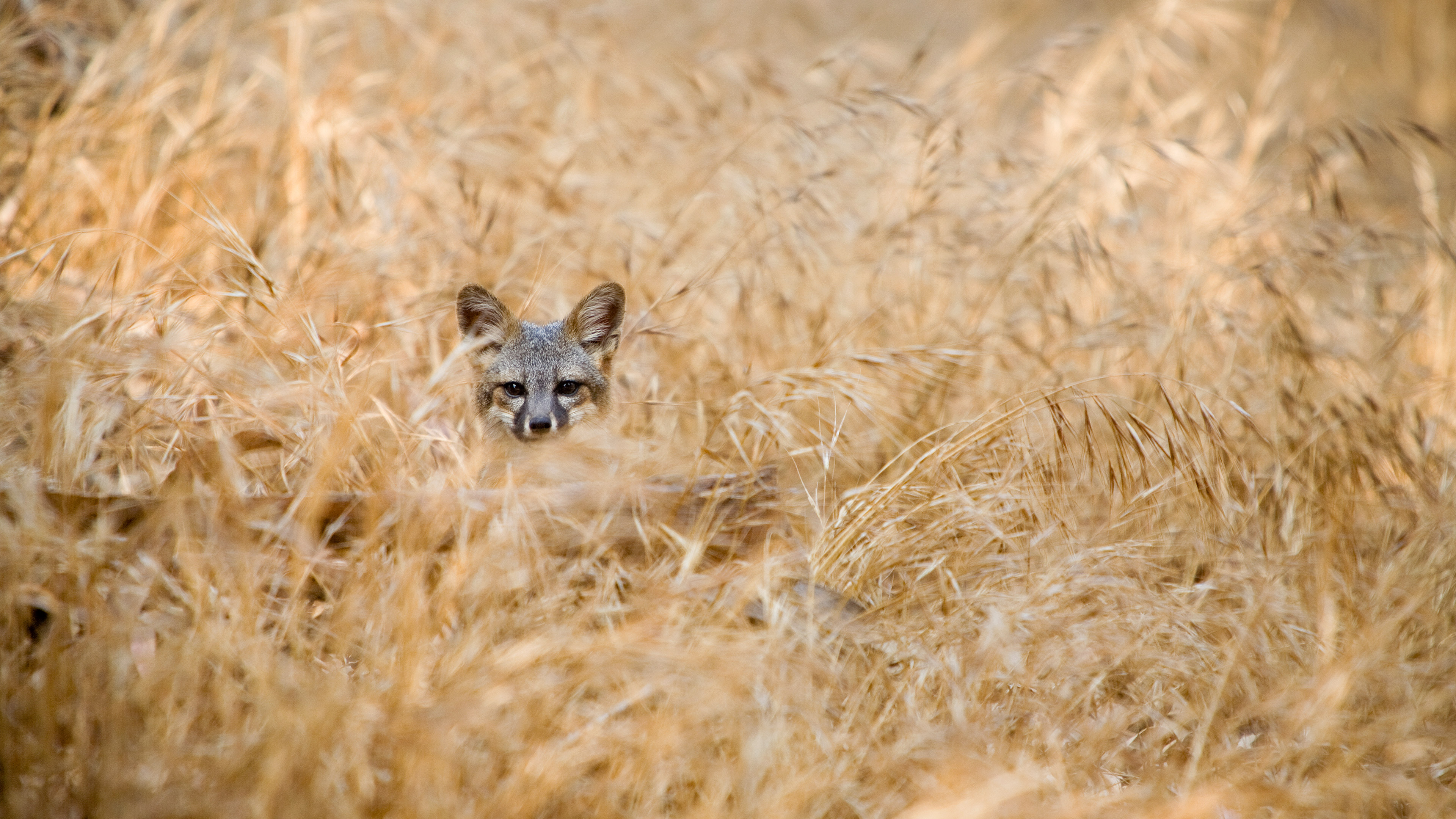 Download Island Fox Animal Fox 4k Ultra HD Wallpaper by Ian Shive