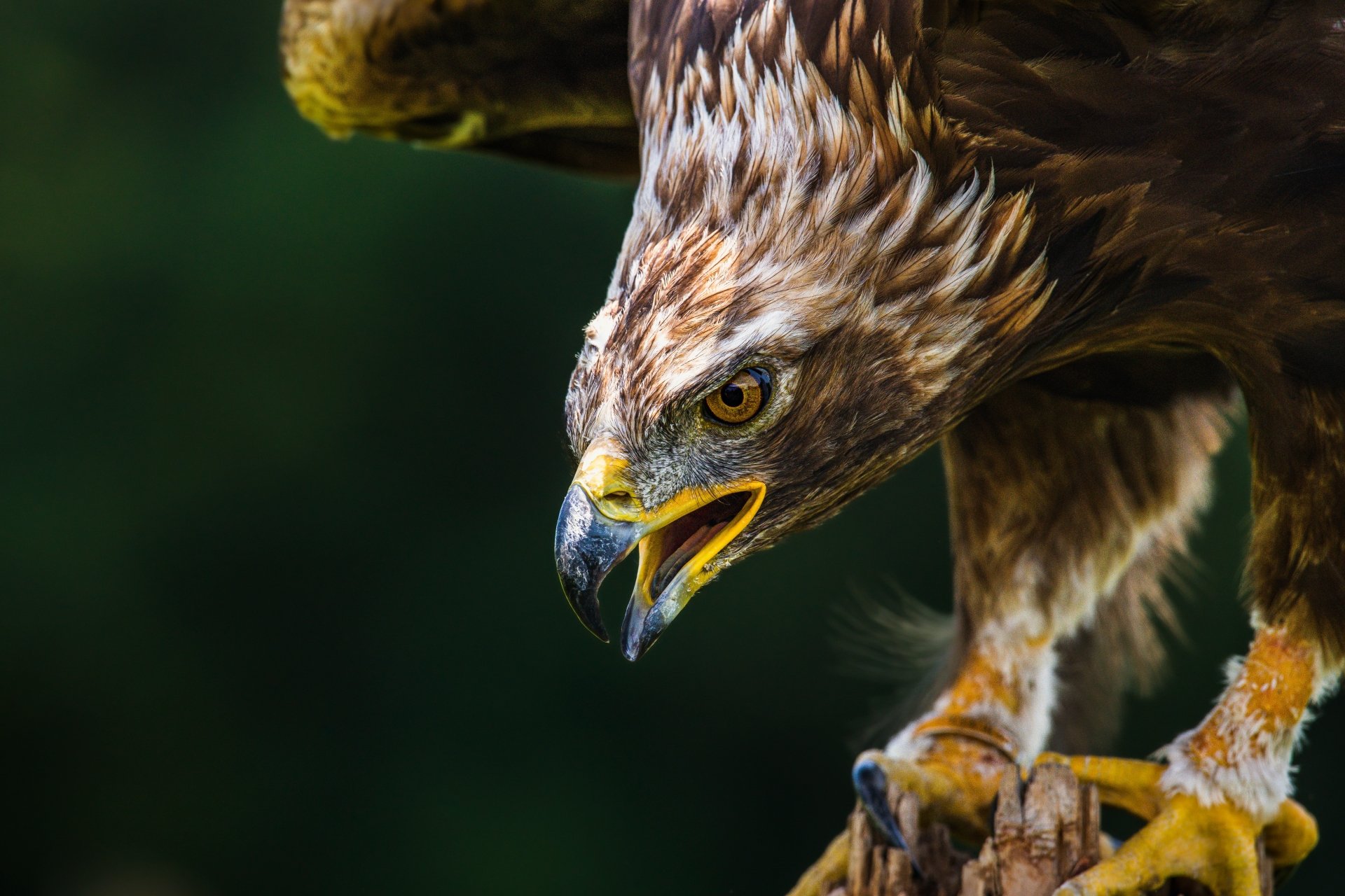 Download Animal Golden Eagle 8k Ultra HD Wallpaper by Jeremy Hynes