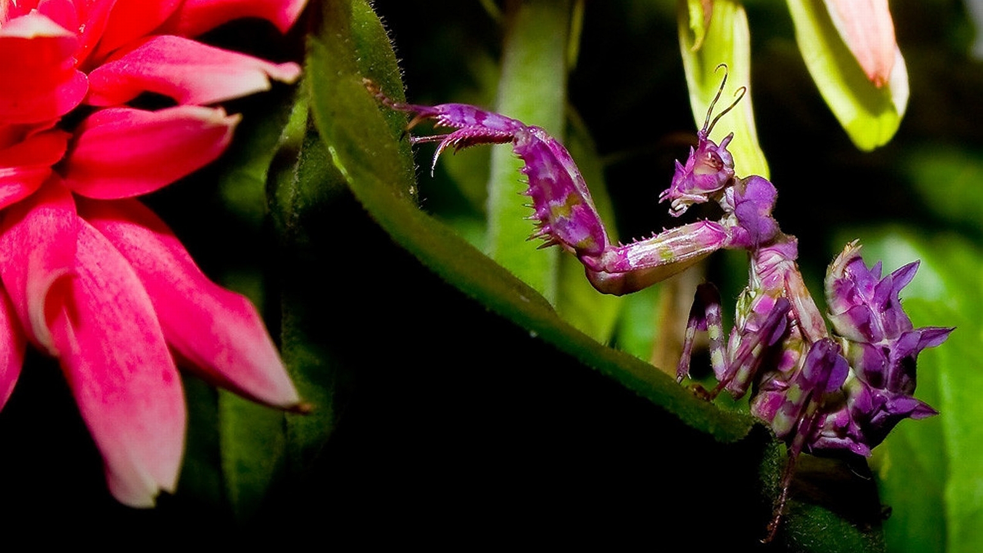 Download Animal Insect HD Wallpaper