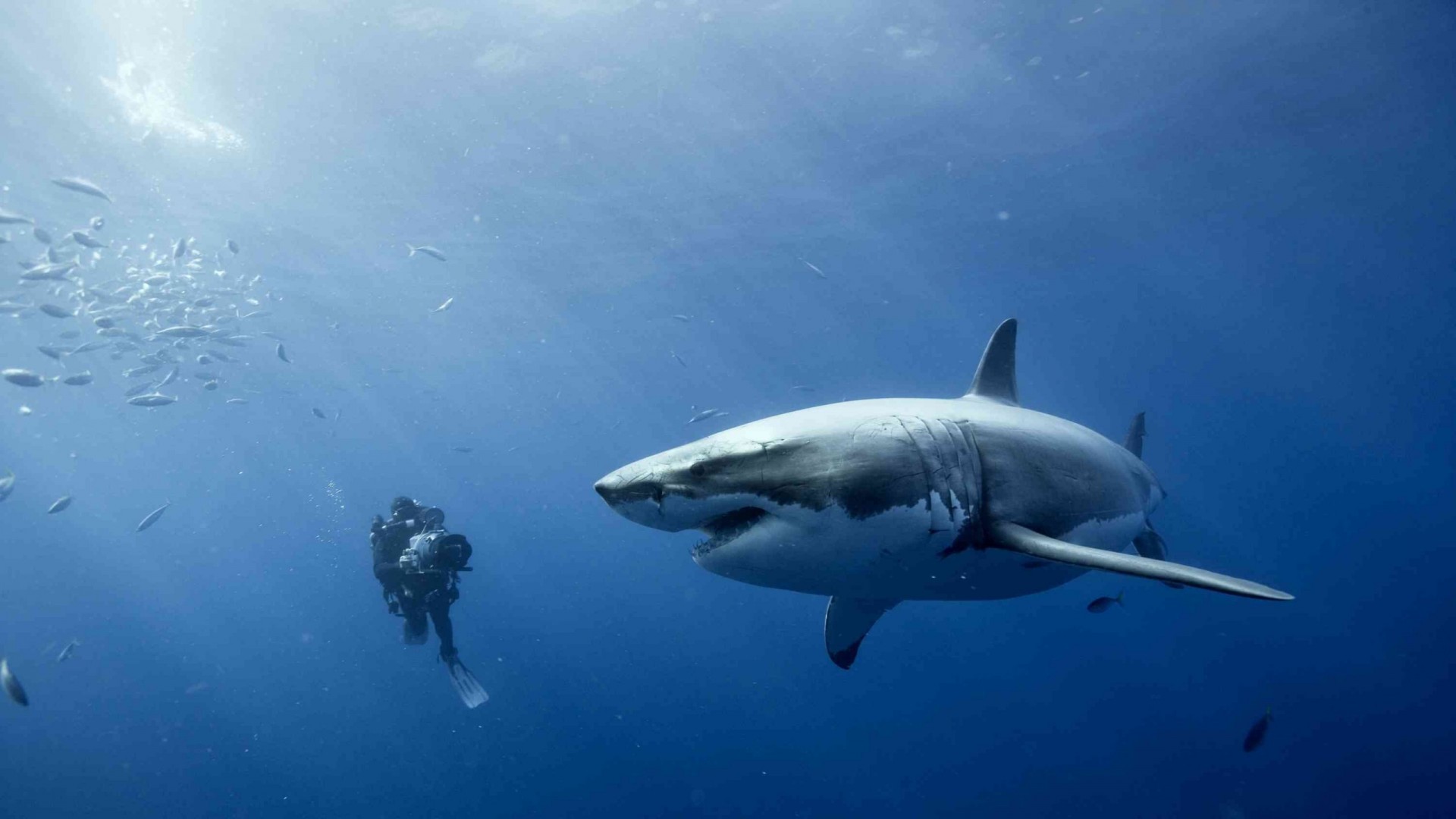Great White